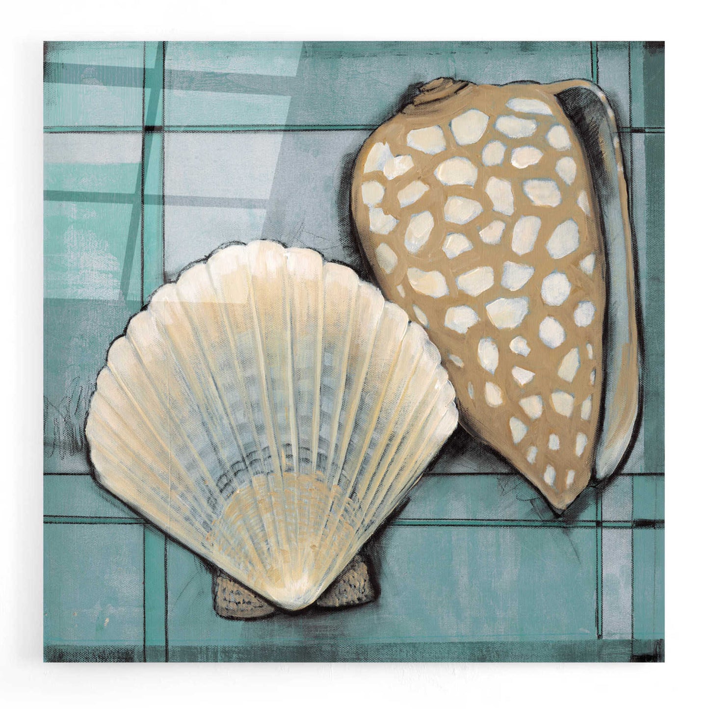 Epic Art 'Seashell Sketch I' by Tim O'Toole, Acrylic Glass Wall Art,24x24