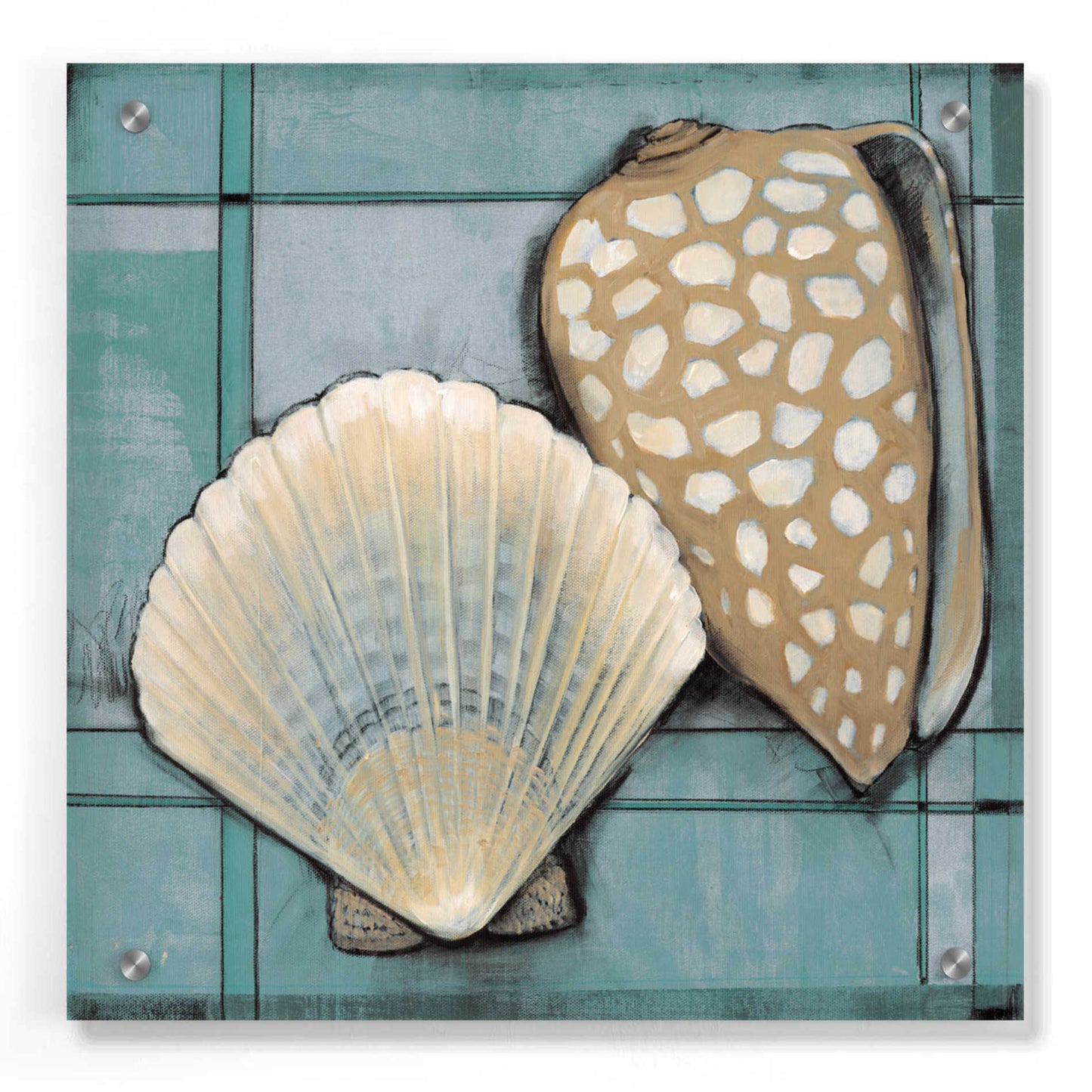 Epic Art 'Seashell Sketch I' by Tim O'Toole, Acrylic Glass Wall Art,36x36