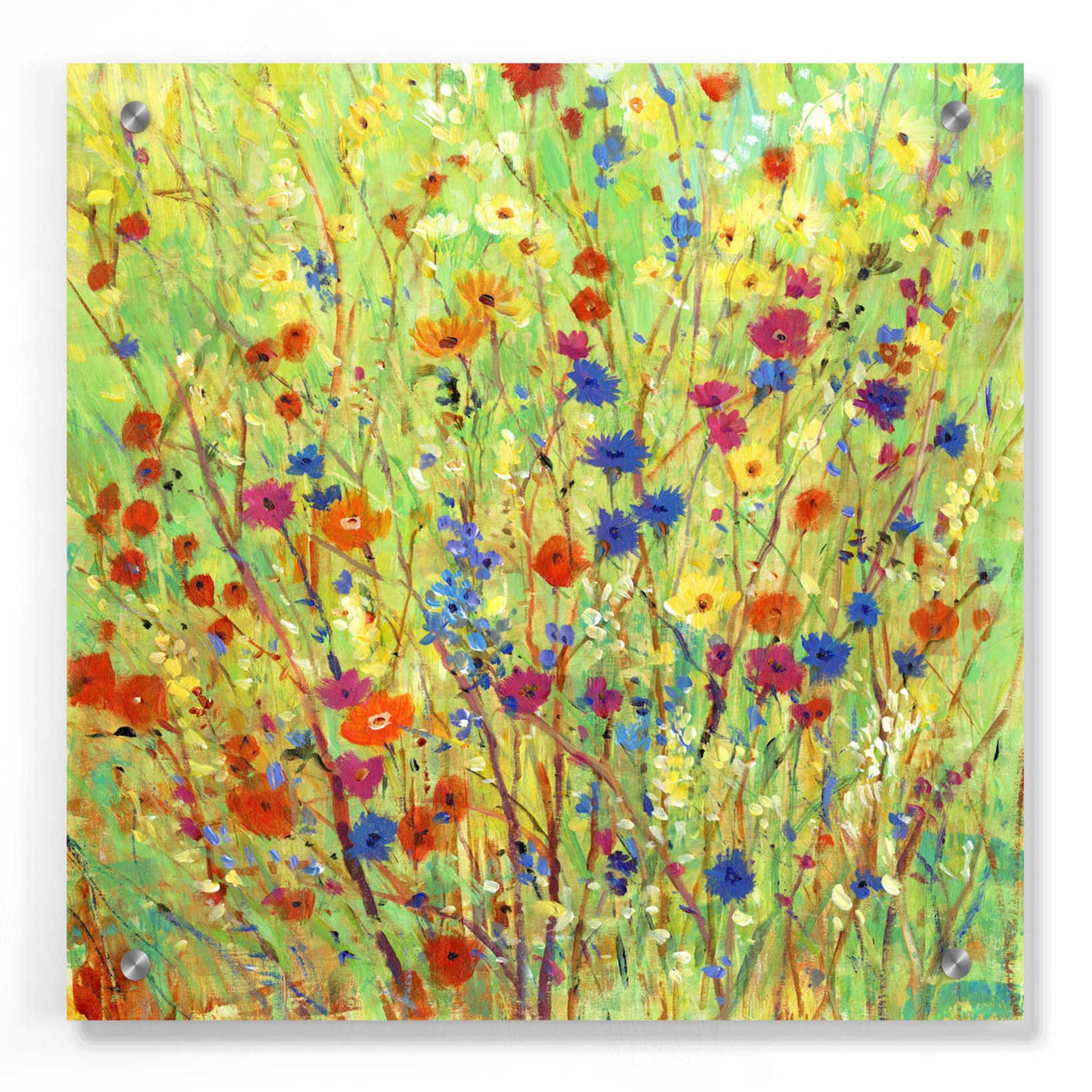 Epic Art 'Wildflower Patch II' by Tim O'Toole, Acrylic Glass Wall Art,36x36