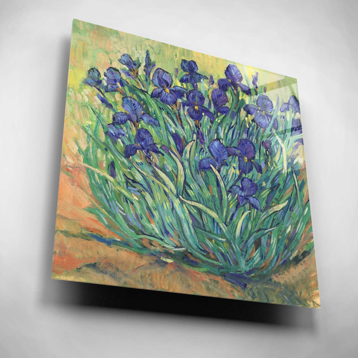 Epic Art 'Irises in Bloom I' by Tim O'Toole, Acrylic Glass Wall Art,12x12