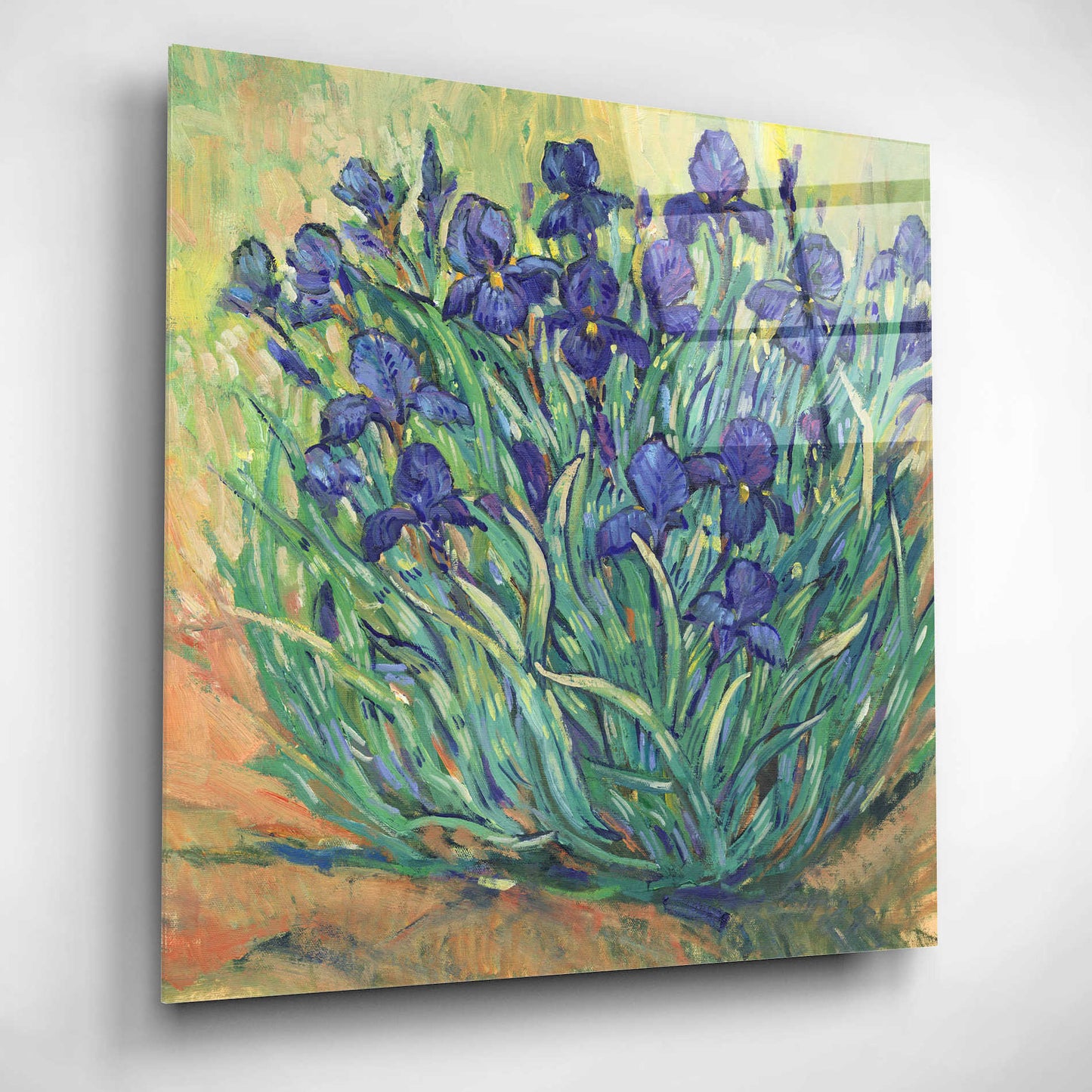 Epic Art 'Irises in Bloom I' by Tim O'Toole, Acrylic Glass Wall Art,12x12