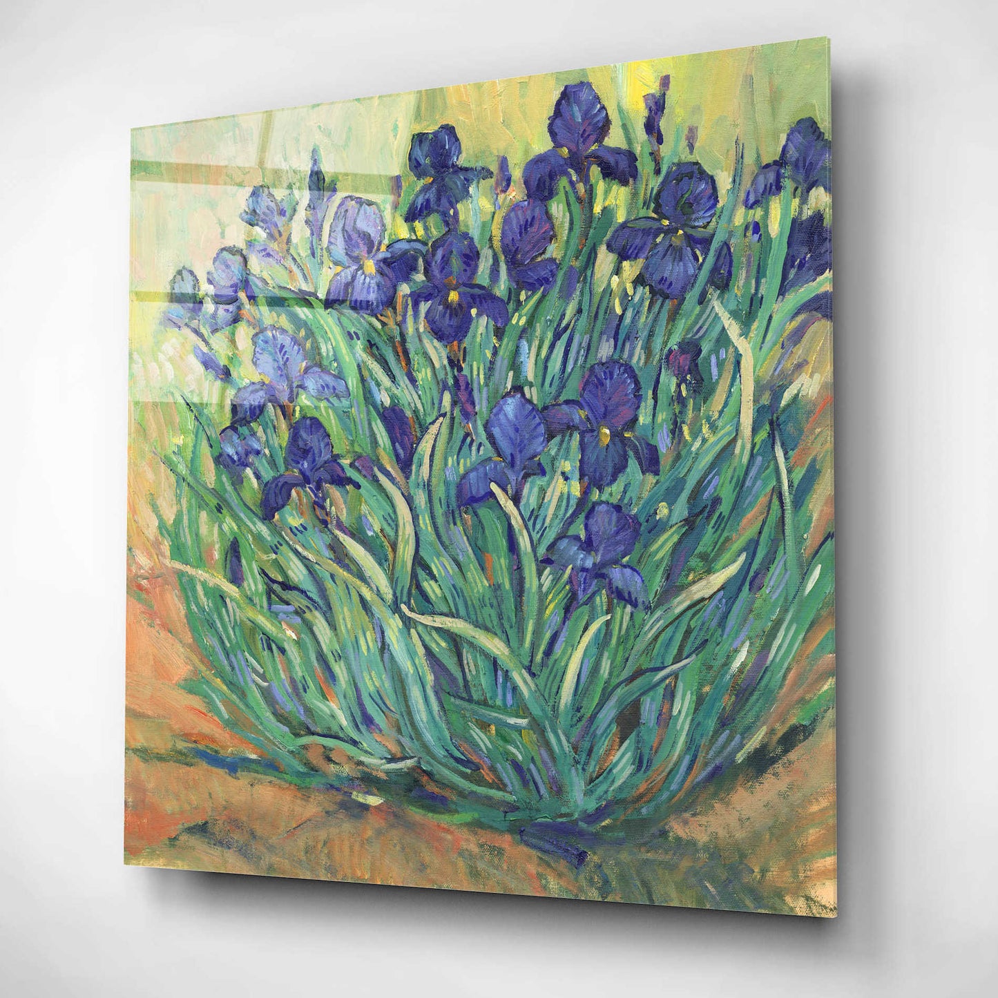 Epic Art 'Irises in Bloom I' by Tim O'Toole, Acrylic Glass Wall Art,12x12