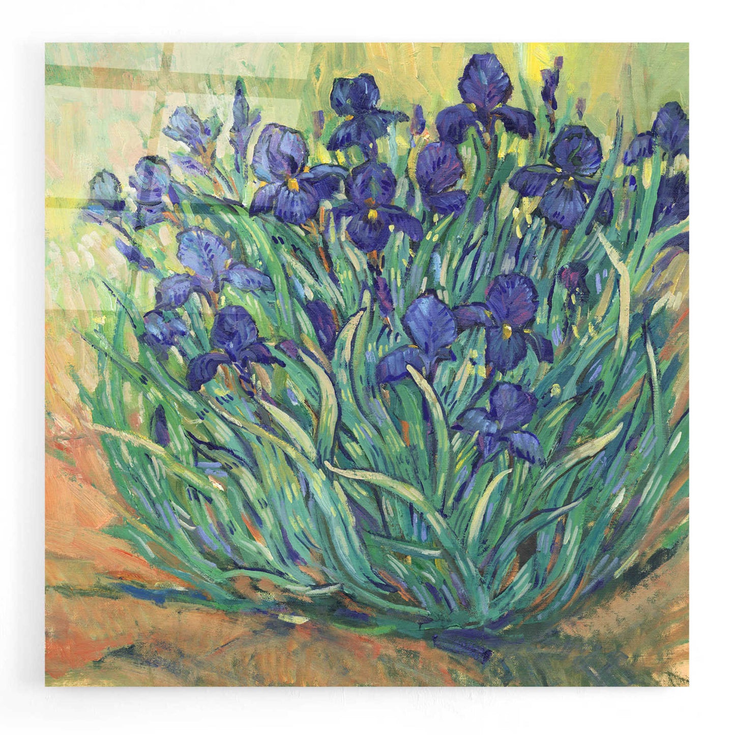 Epic Art 'Irises in Bloom I' by Tim O'Toole, Acrylic Glass Wall Art,24x24