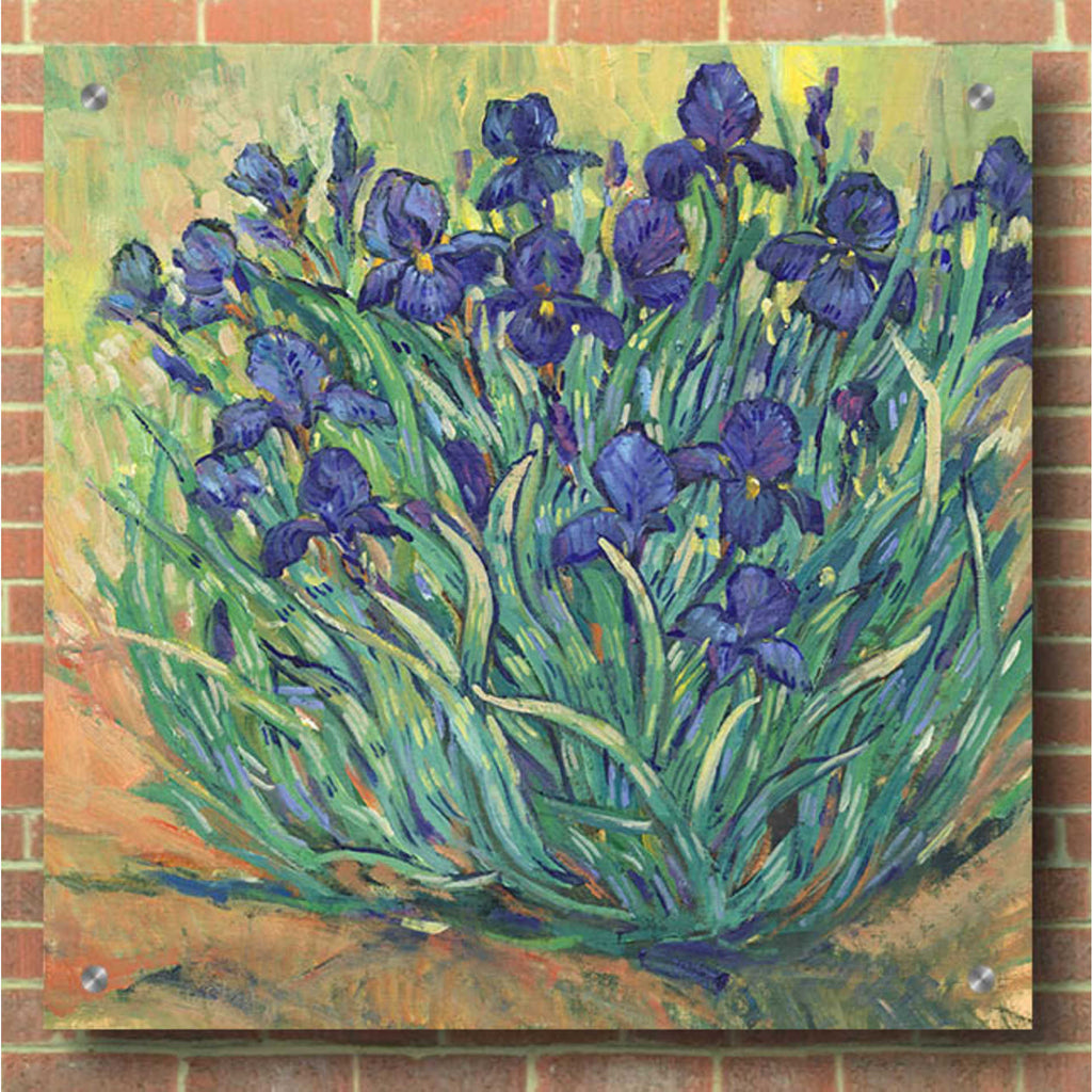 Epic Art 'Irises in Bloom I' by Tim O'Toole, Acrylic Glass Wall Art,36x36