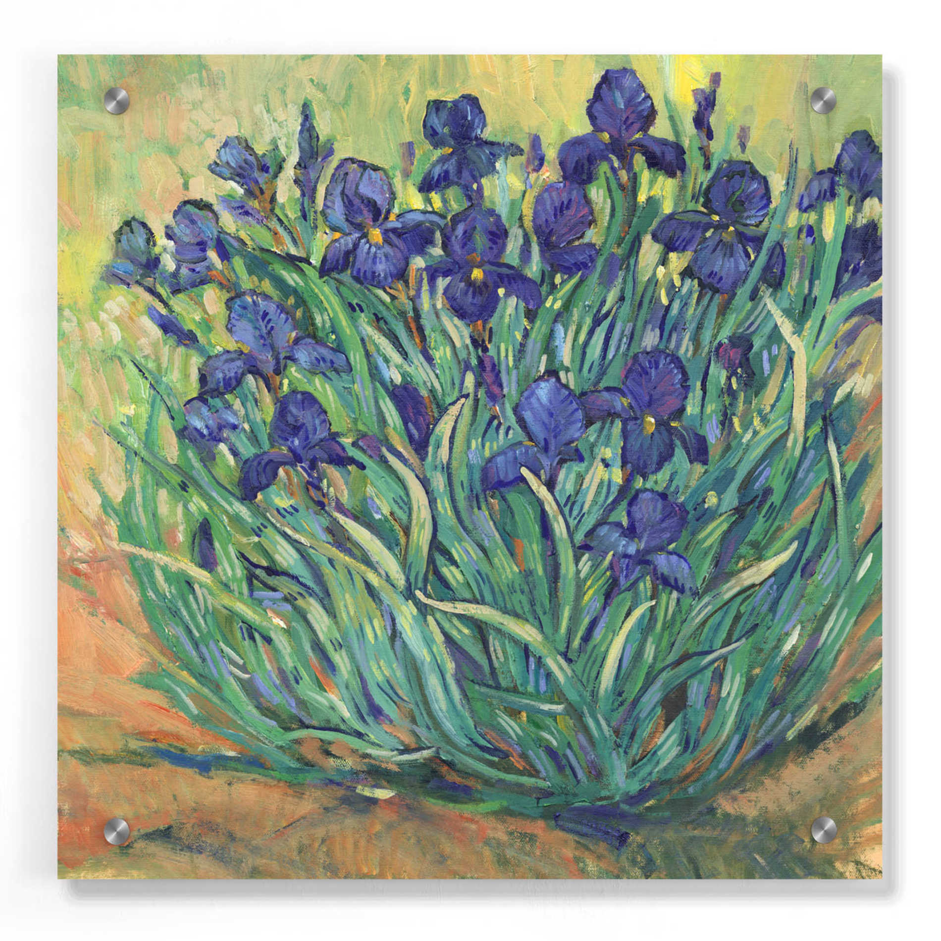 Epic Art 'Irises in Bloom I' by Tim O'Toole, Acrylic Glass Wall Art,36x36