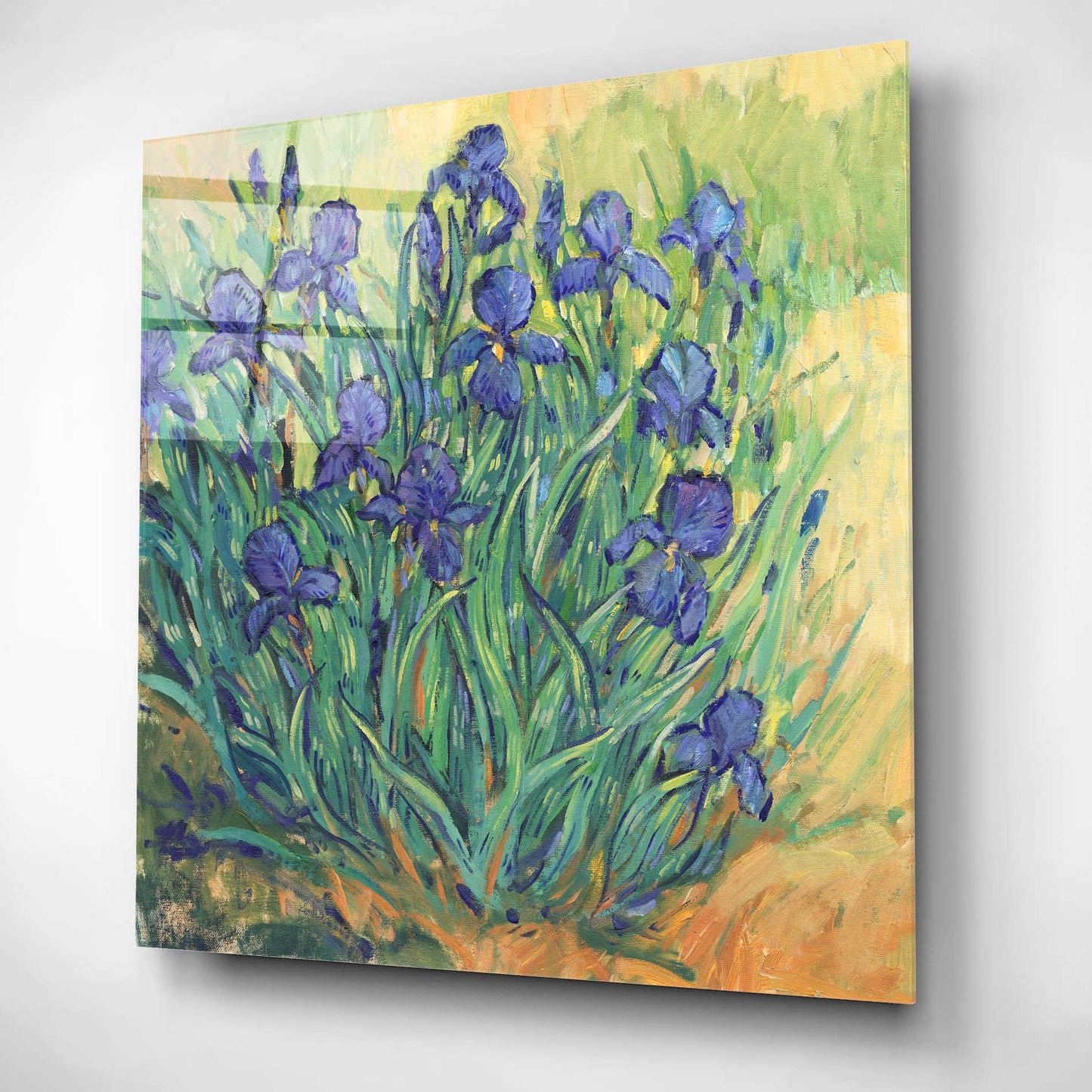 Epic Art 'Irises in  Bloom II' by Tim O'Toole, Acrylic Glass Wall Art,12x12