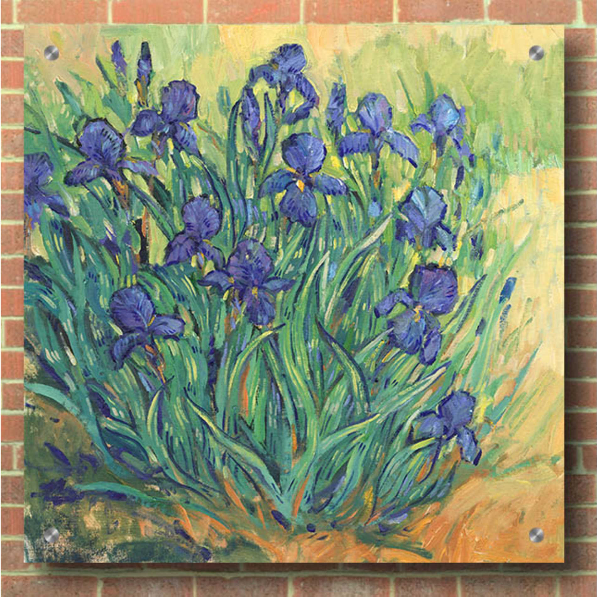 Epic Art 'Irises in  Bloom II' by Tim O'Toole, Acrylic Glass Wall Art,36x36