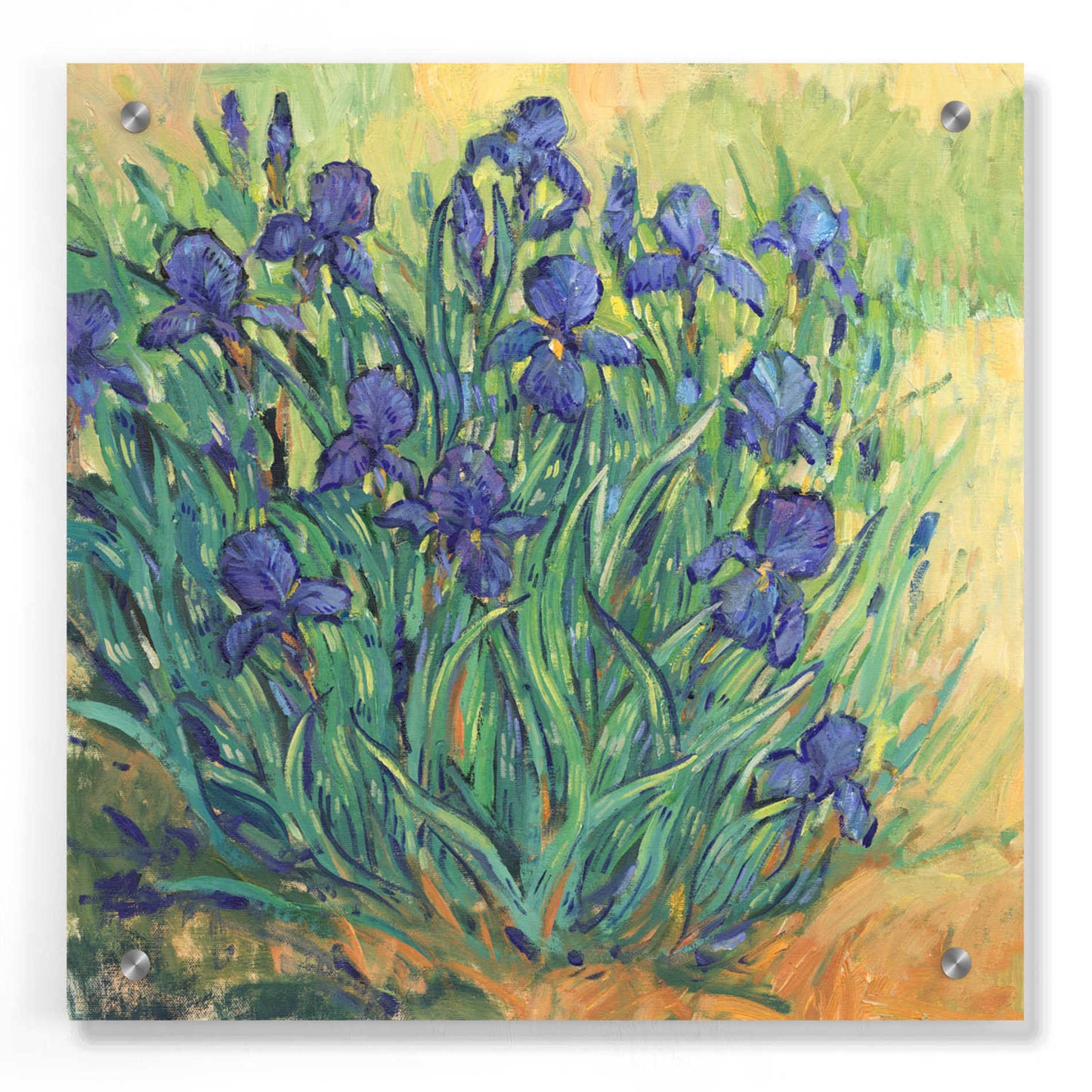 Epic Art 'Irises in  Bloom II' by Tim O'Toole, Acrylic Glass Wall Art,36x36