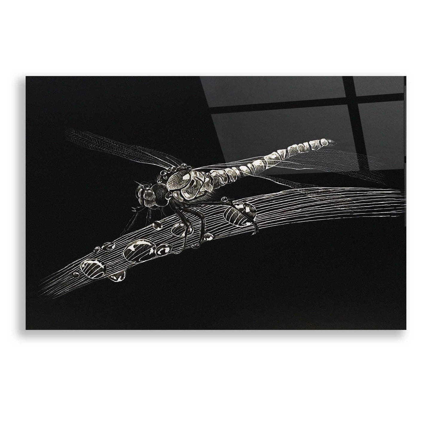 Epic Art 'Dragonfly' by Avery Multer, Acrylic Glass Wall Art,24x16
