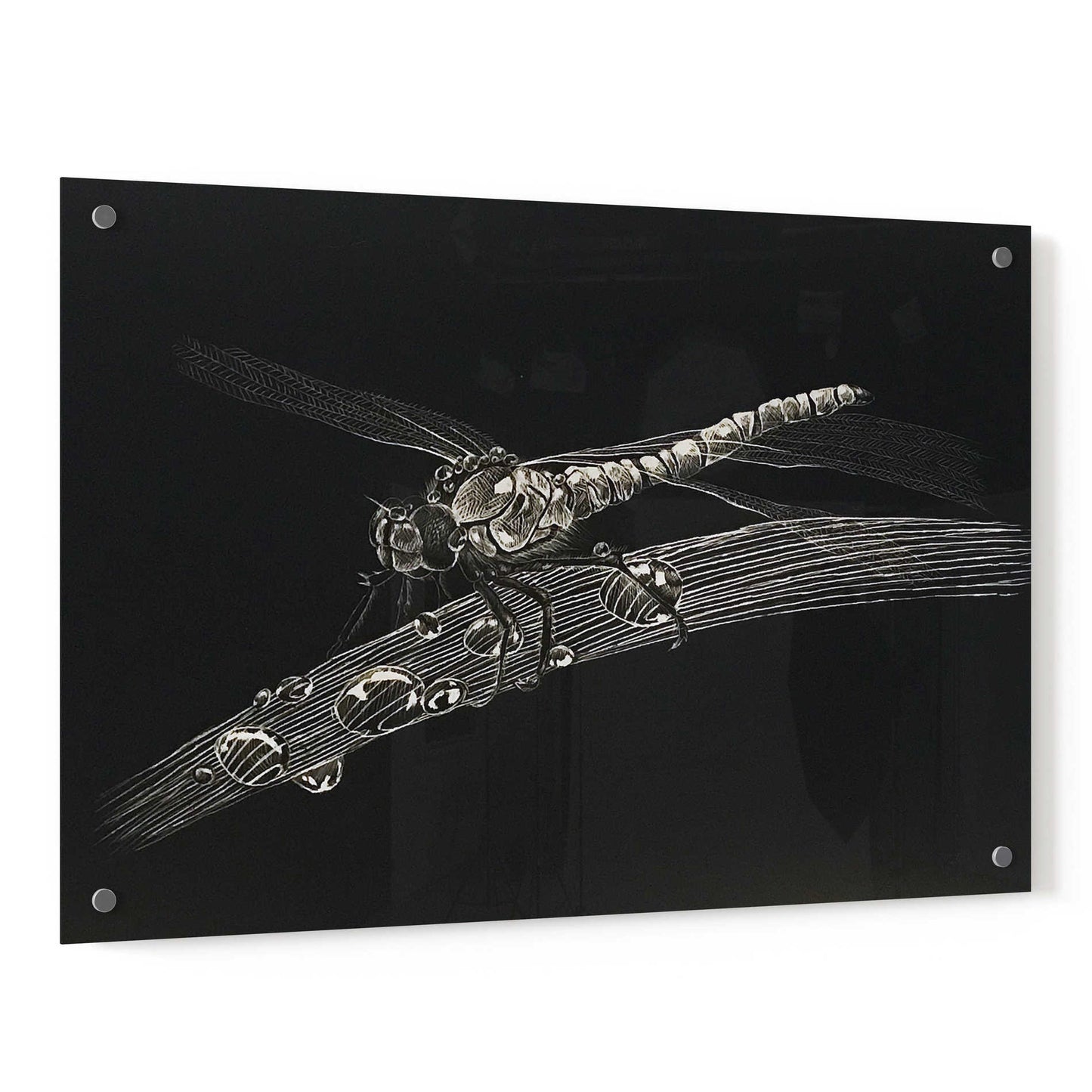 Epic Art 'Dragonfly' by Avery Multer, Acrylic Glass Wall Art,36x24