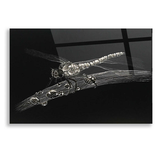 Epic Art 'Dragonfly' by Avery Multer, Acrylic Glass Wall Art