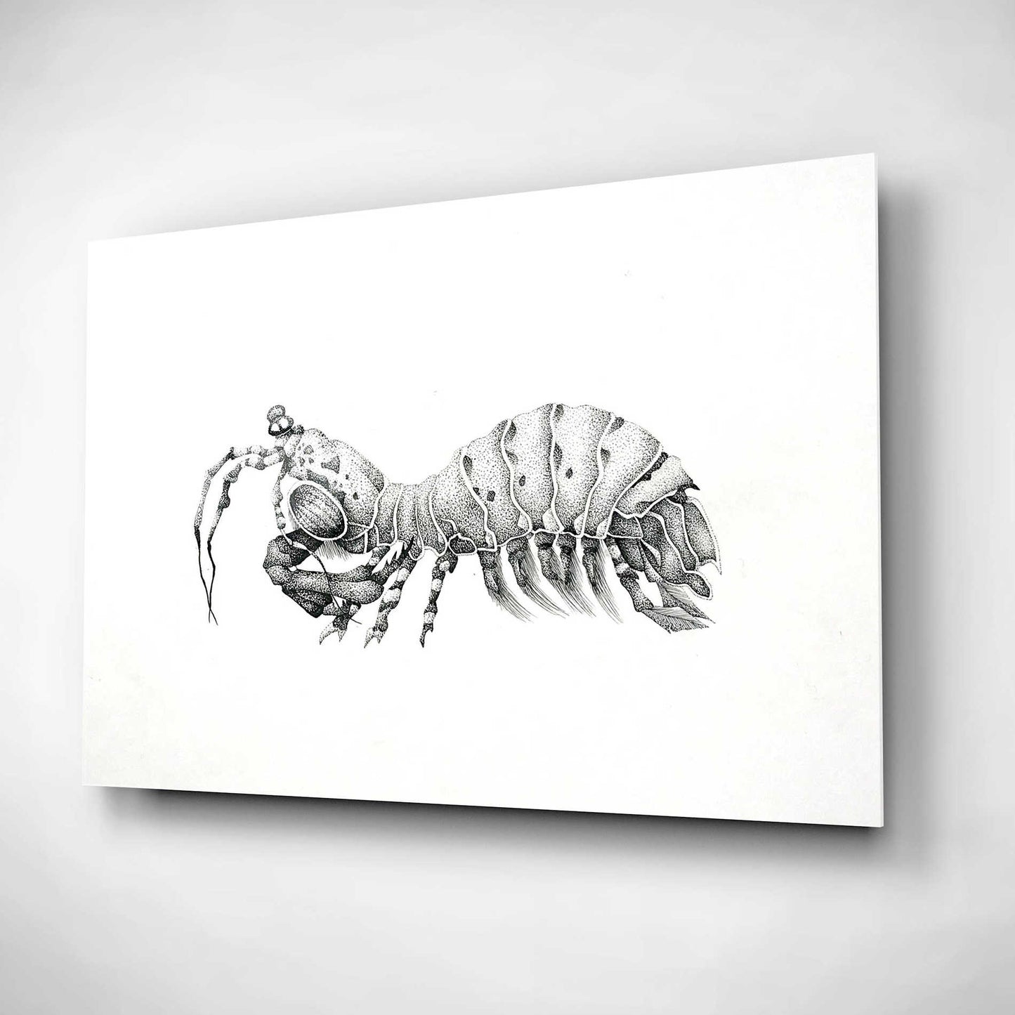 Epic Art 'Peacock Mantis Shrimp' by Avery Multer, Acrylic Glass Wall Art,24x16