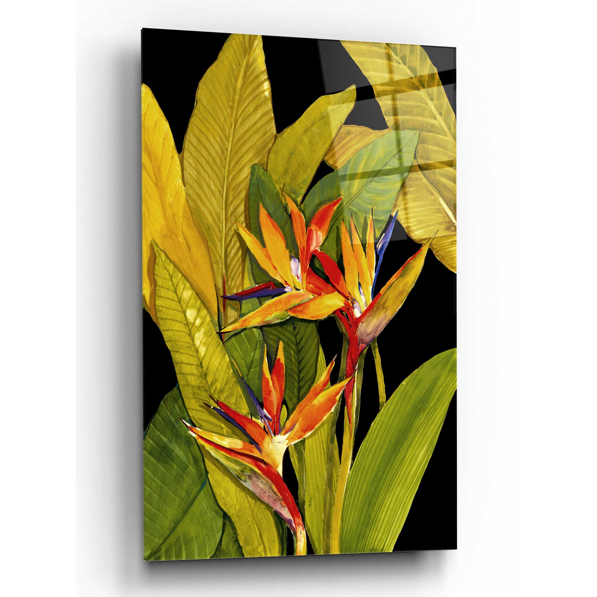 Epic Art 'Dramatic Bird of Paradise' by Tim O'Toole, Acrylic Glass Wall Art,12x16