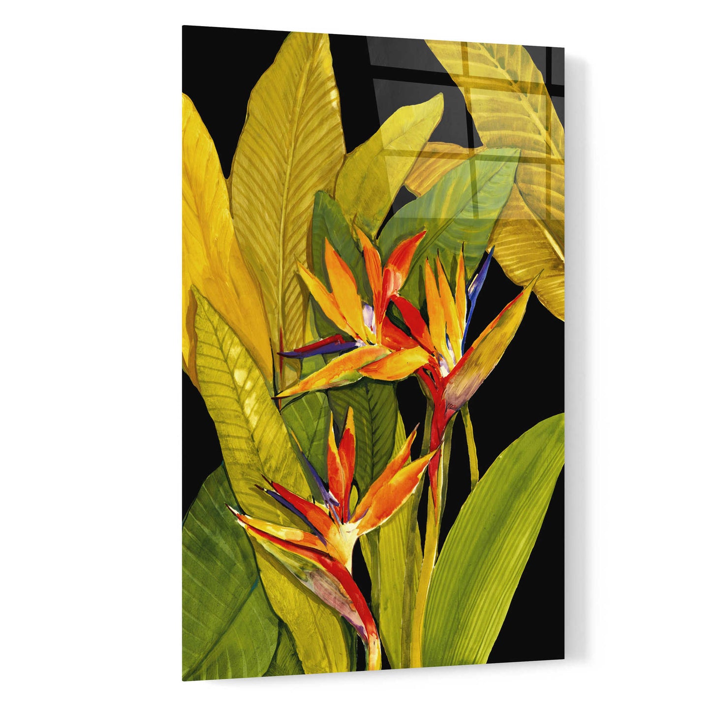 Epic Art 'Dramatic Bird of Paradise' by Tim O'Toole, Acrylic Glass Wall Art,16x24