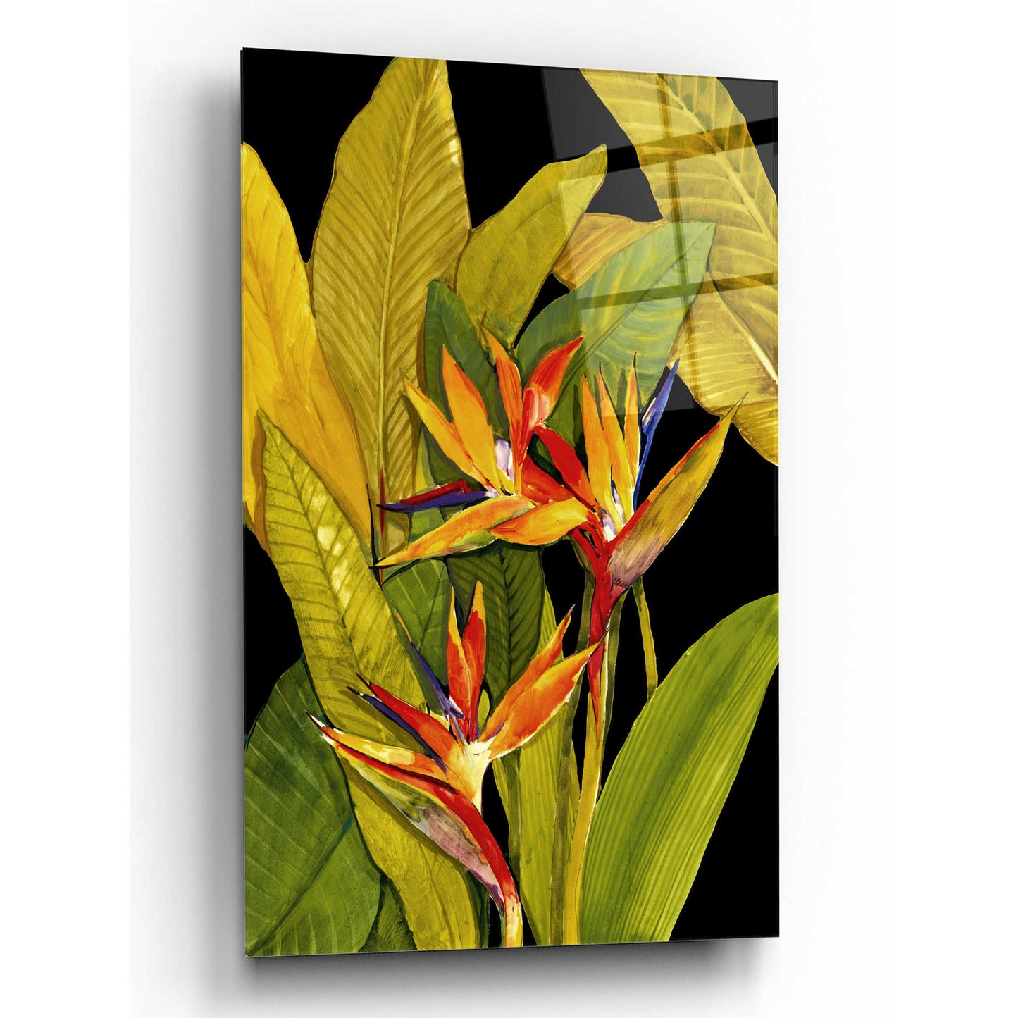 Epic Art 'Dramatic Bird of Paradise' by Tim O'Toole, Acrylic Glass Wall Art,16x24