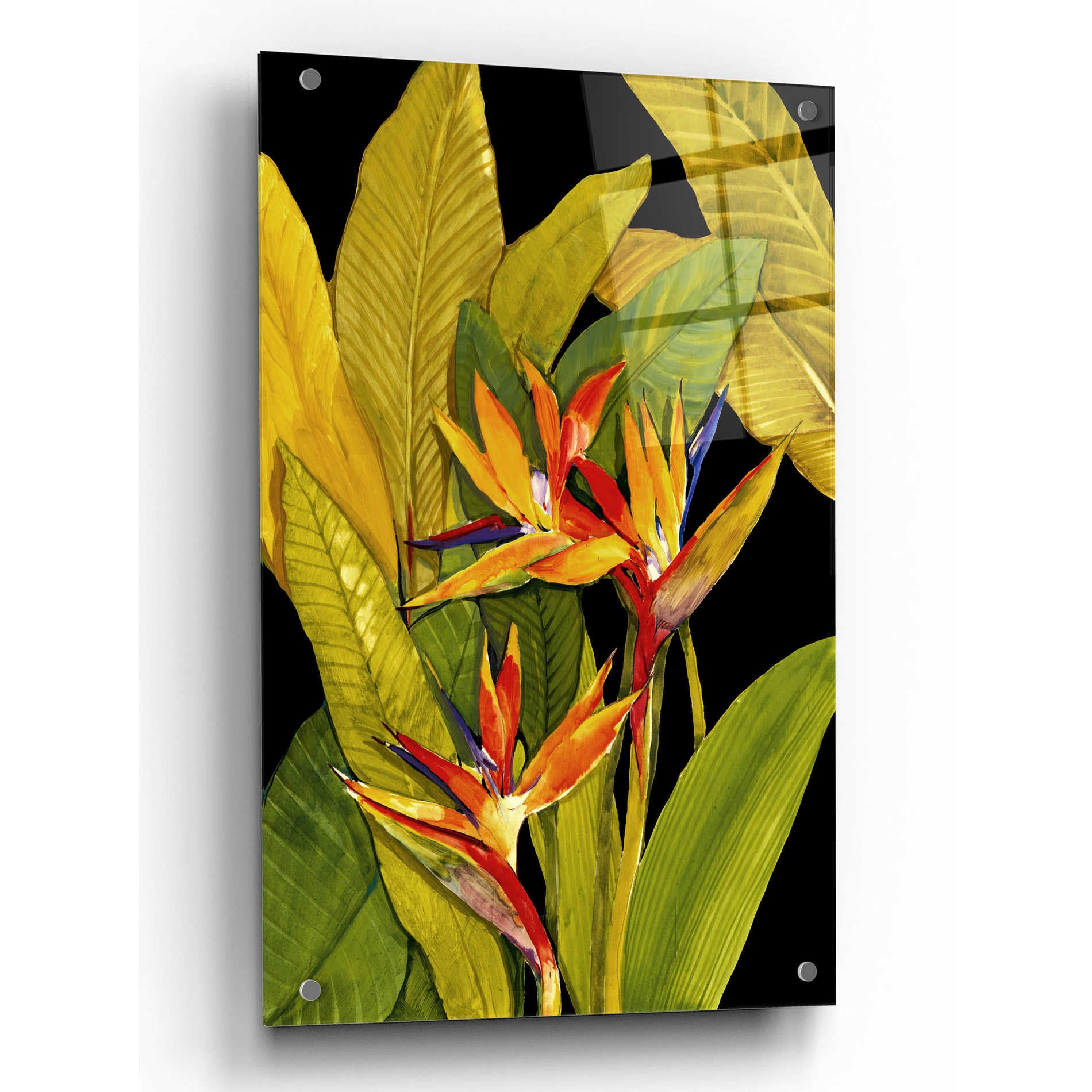 Epic Art 'Dramatic Bird of Paradise' by Tim O'Toole, Acrylic Glass Wall Art,24x36