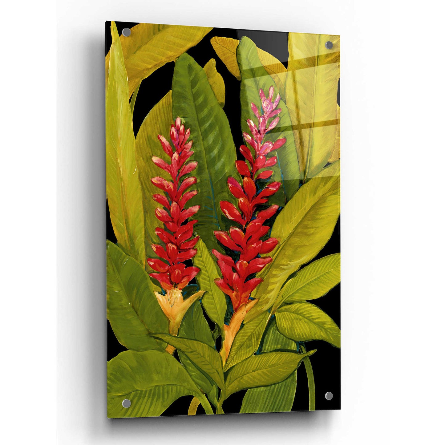 Epic Art 'Dramatic Red Ginger' by Tim O'Toole, Acrylic Glass Wall Art,24x36
