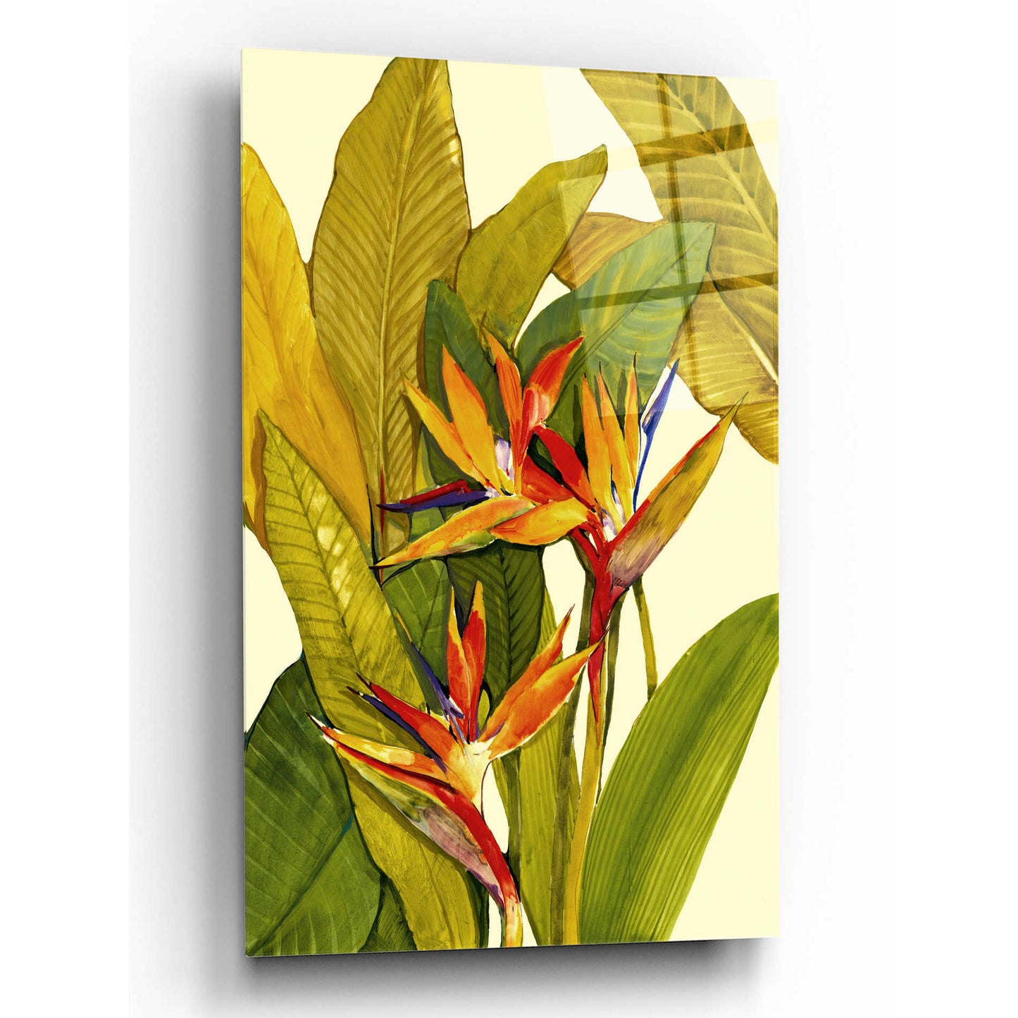 Epic Art 'Tropical Bird of Paradise' by Tim O'Toole, Acrylic Glass Wall Art,12x16