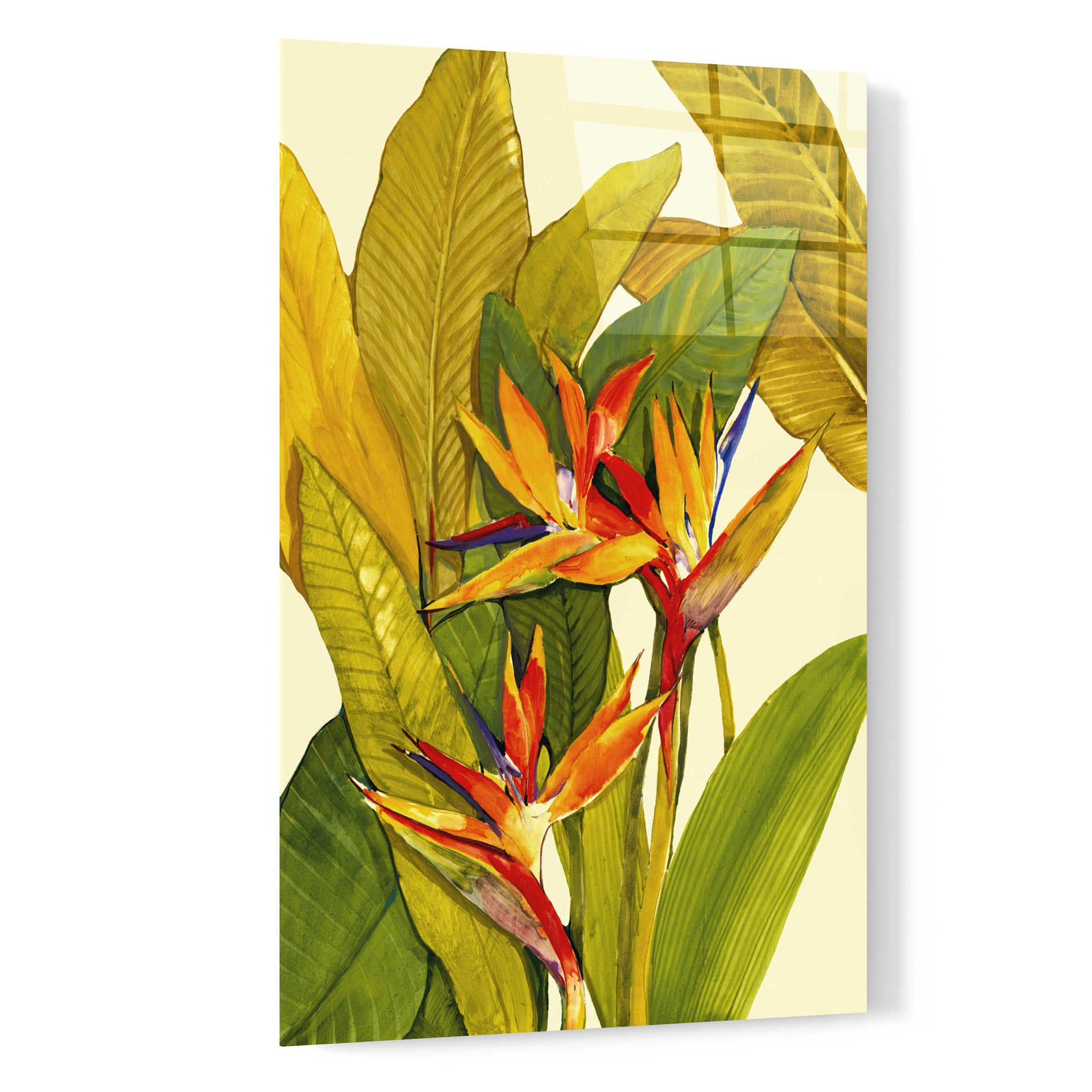 Epic Art 'Tropical Bird of Paradise' by Tim O'Toole, Acrylic Glass Wall Art,16x24