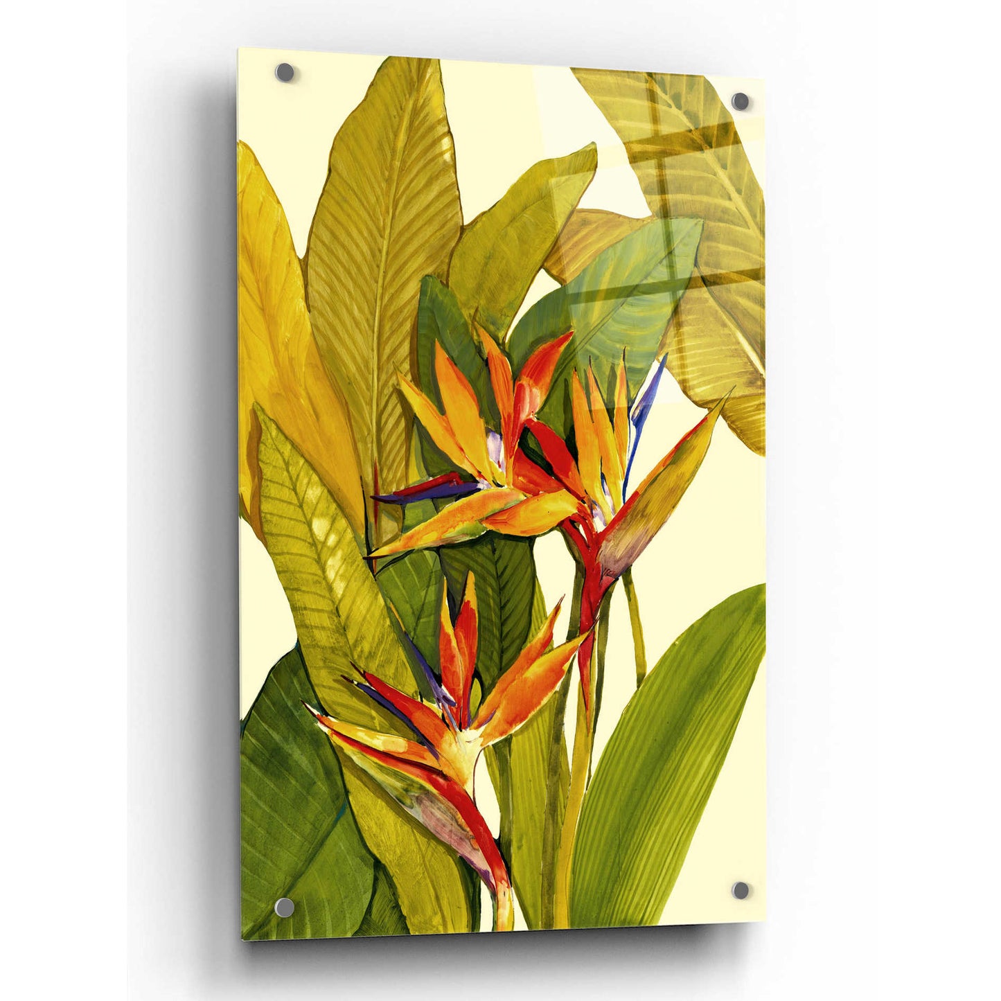 Epic Art 'Tropical Bird of Paradise' by Tim O'Toole, Acrylic Glass Wall Art,24x36