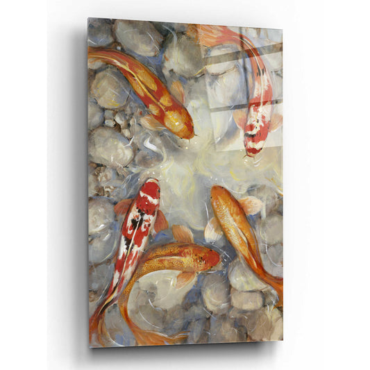 Epic Art 'Vibrant Koi I' by Tim O'Toole, Acrylic Glass Wall Art