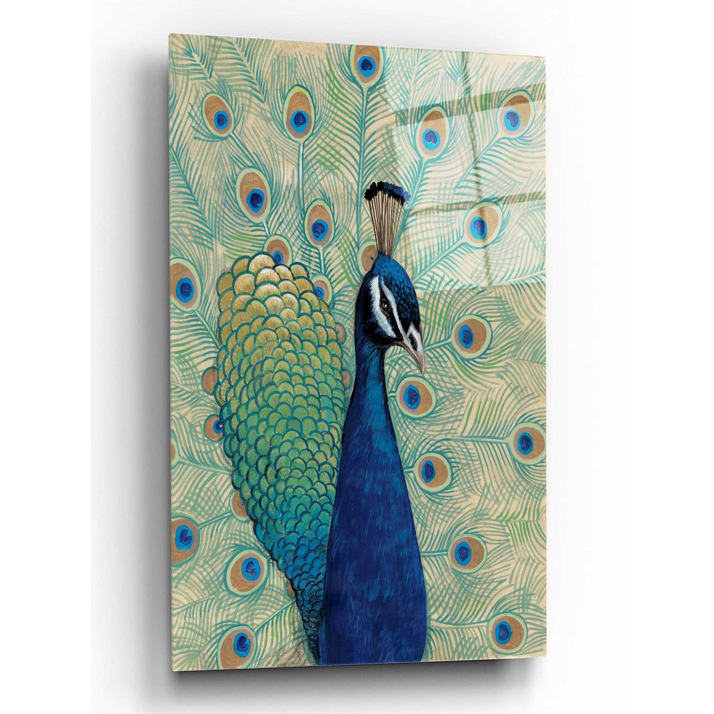 Epic Art 'Blue Peacock I' by Tim O'Toole, Acrylic Glass Wall Art,12x16