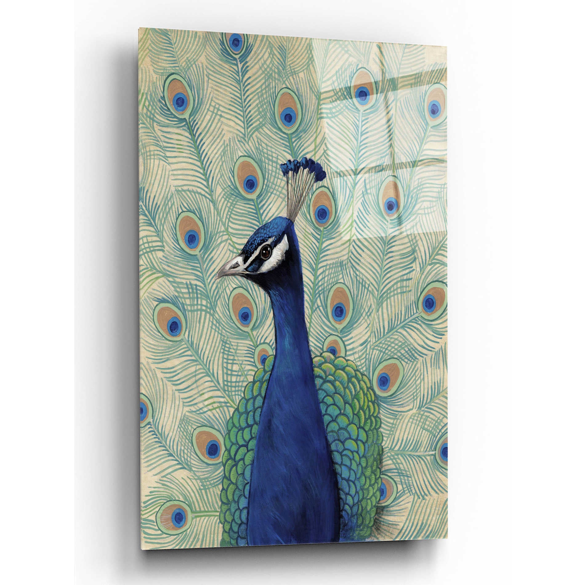 Epic Art 'Blue Peacock II' by Tim O'Toole, Acrylic Glass Wall Art,12x16