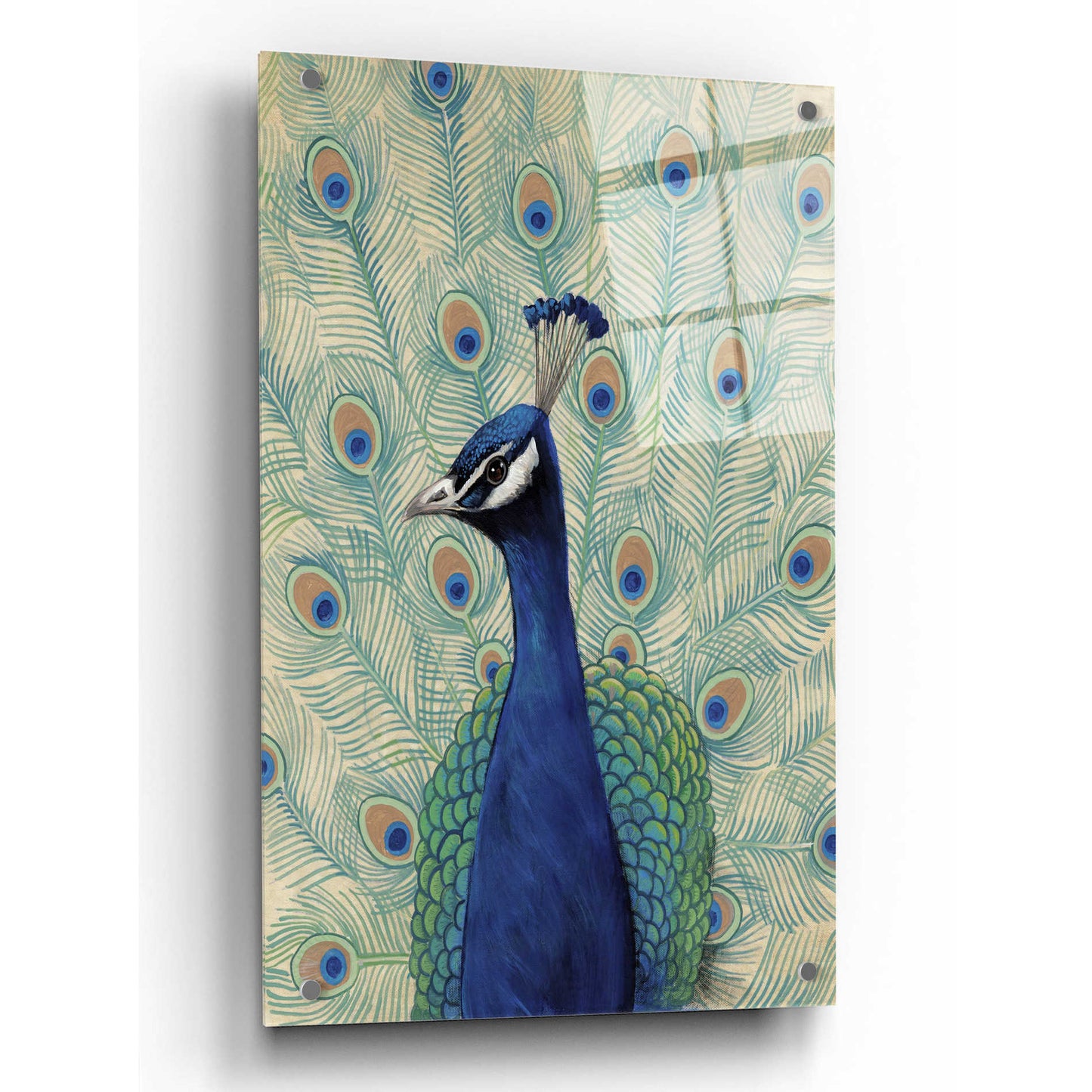 Epic Art 'Blue Peacock II' by Tim O'Toole, Acrylic Glass Wall Art,24x36