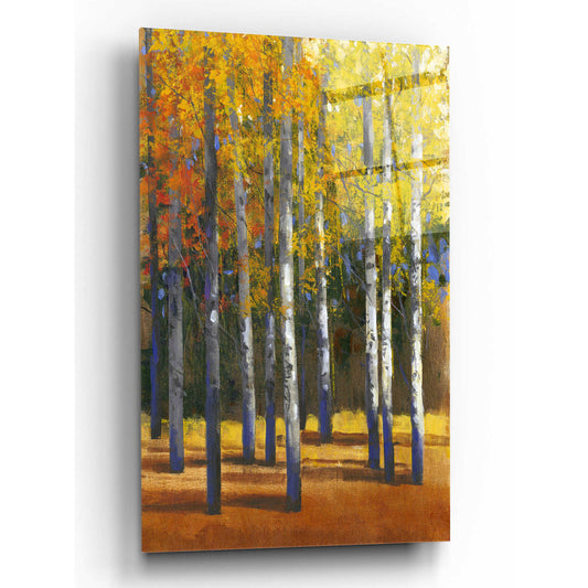 Epic Art 'Fall in Glory I' by Tim O'Toole, Acrylic Glass Wall Art