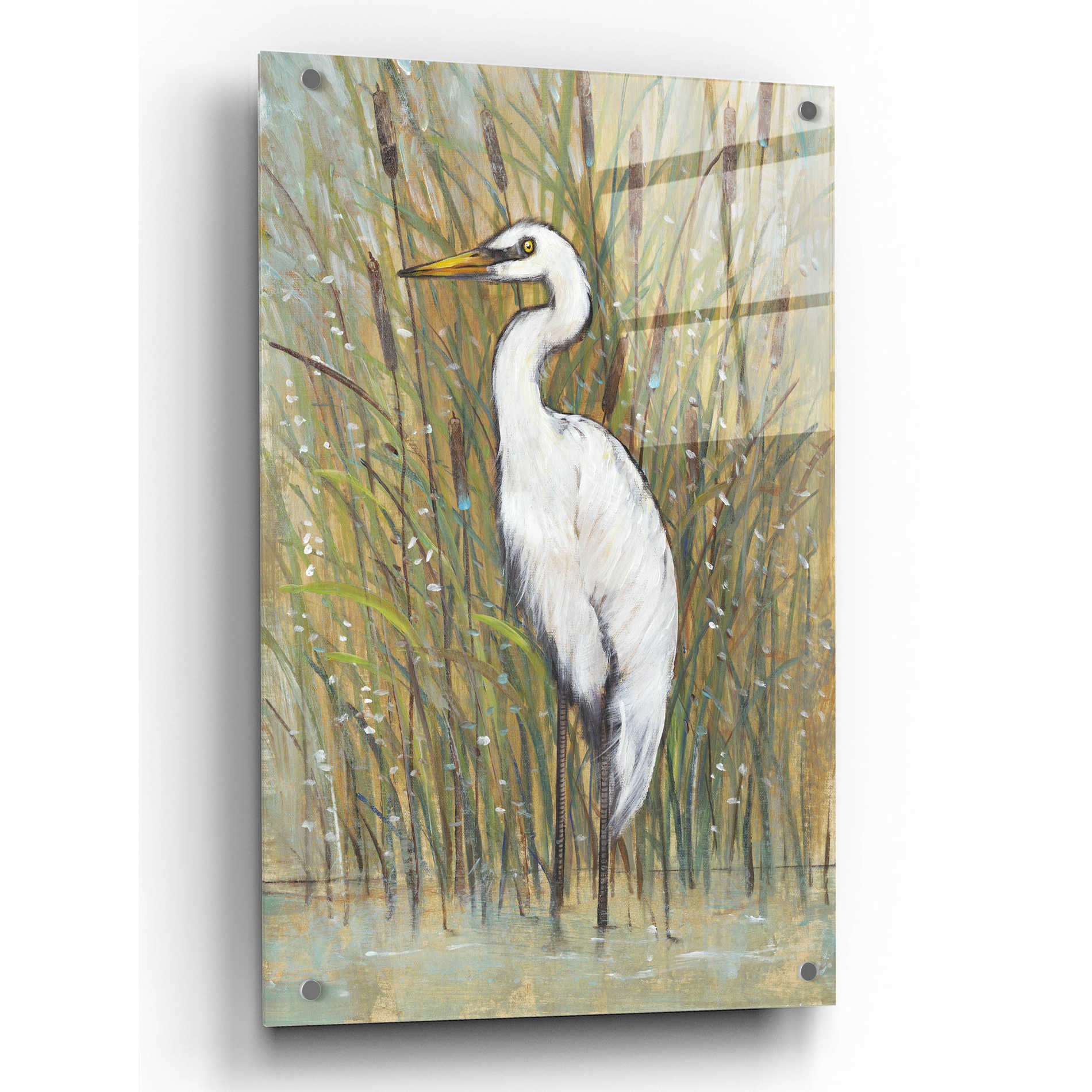 Epic Art 'White Egret I' by Tim O'Toole, Acrylic Glass Wall Art,24x36