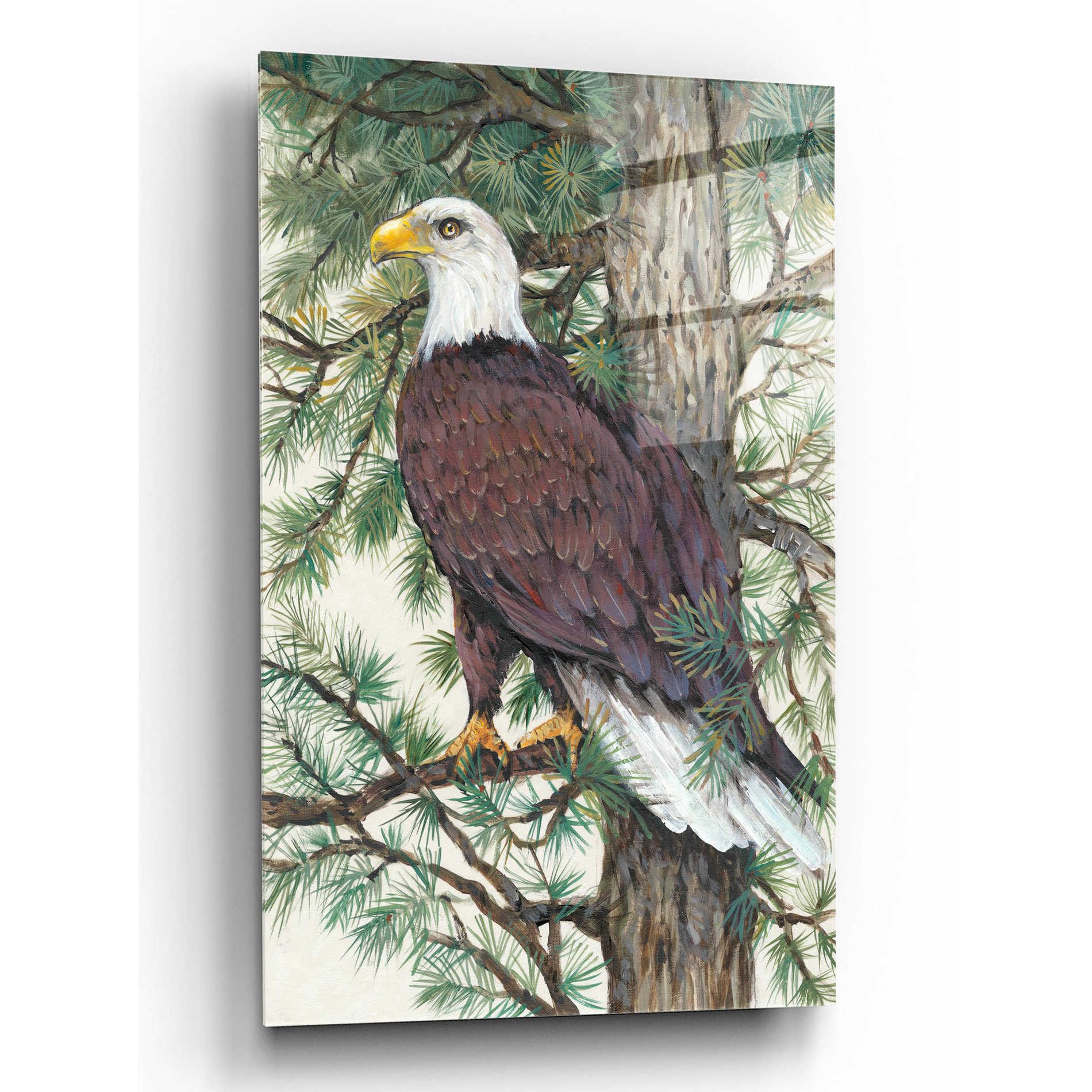 Epic Art 'Eagle in the Pine' by Tim O'Toole, Acrylic Glass Wall Art,12x16