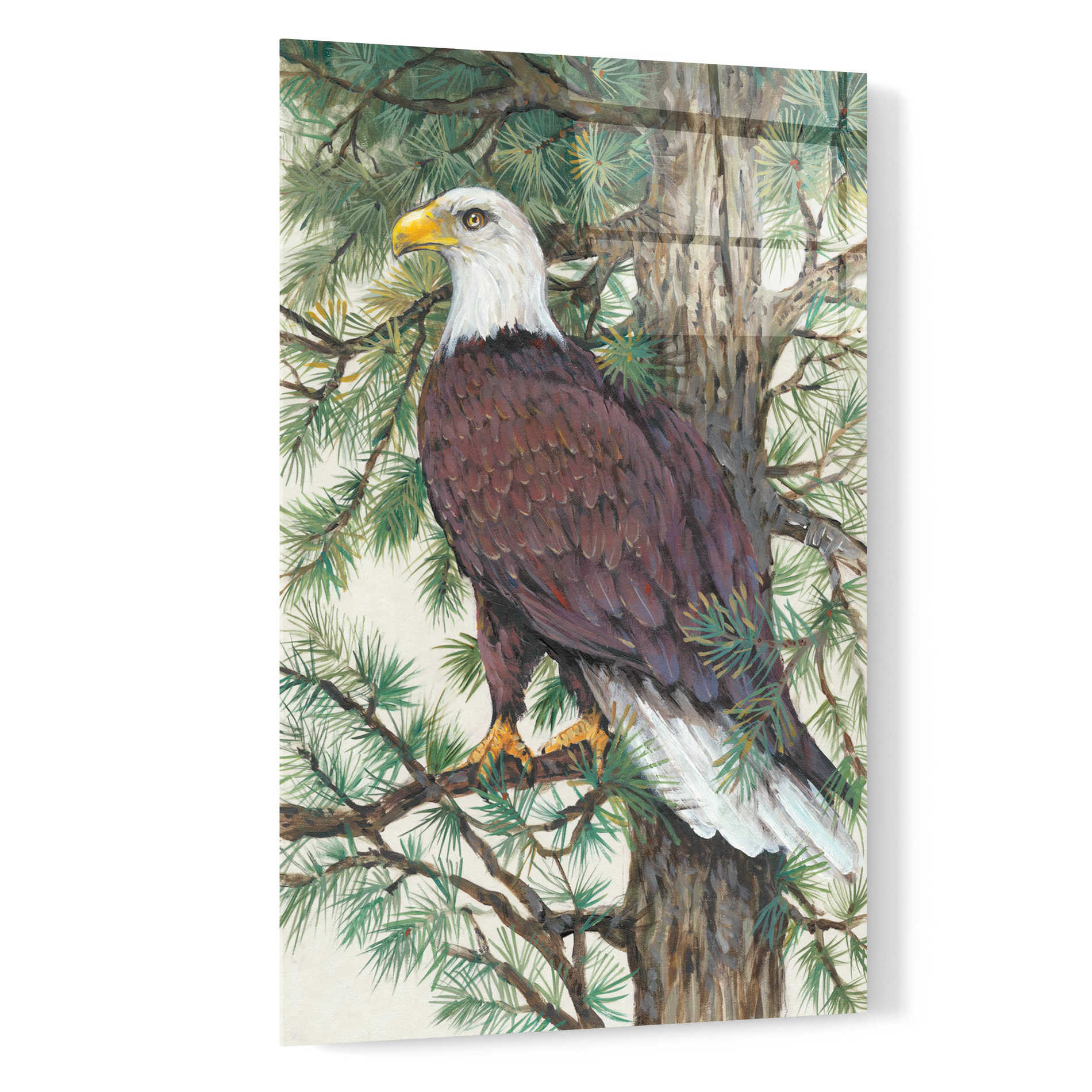 Epic Art 'Eagle in the Pine' by Tim O'Toole, Acrylic Glass Wall Art,16x24