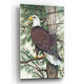 Epic Art 'Eagle in the Pine' by Tim O'Toole, Acrylic Glass Wall Art