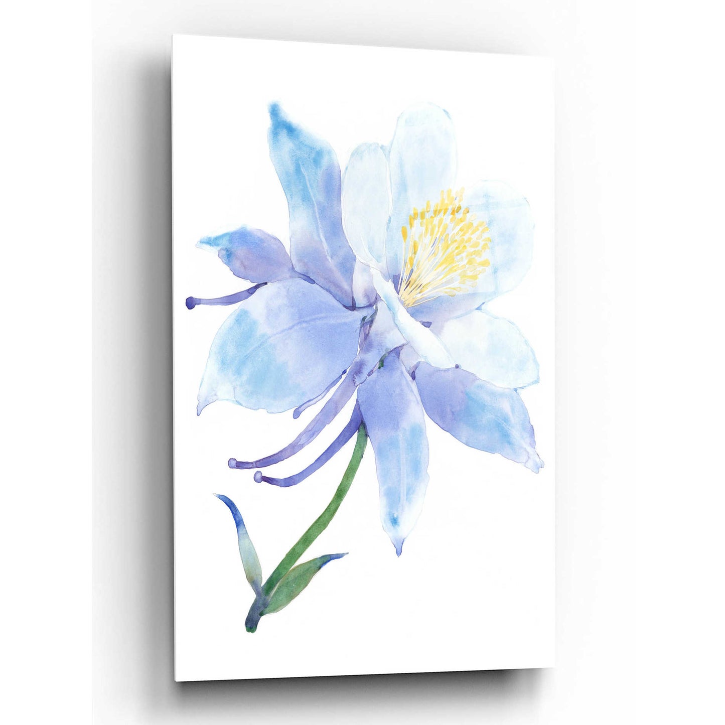 Epic Art 'Columbine Bloom I' by Tim O'Toole, Acrylic Glass Wall Art,12x16