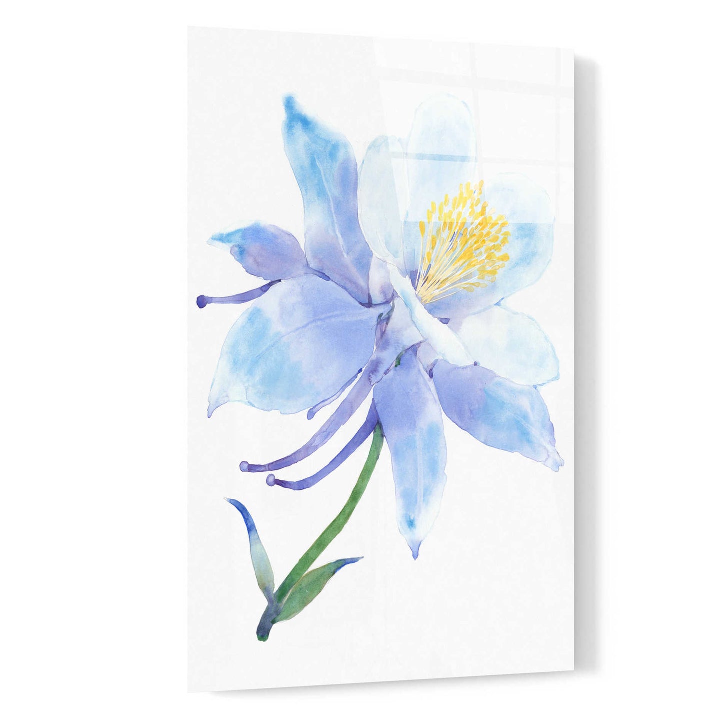 Epic Art 'Columbine Bloom I' by Tim O'Toole, Acrylic Glass Wall Art,16x24