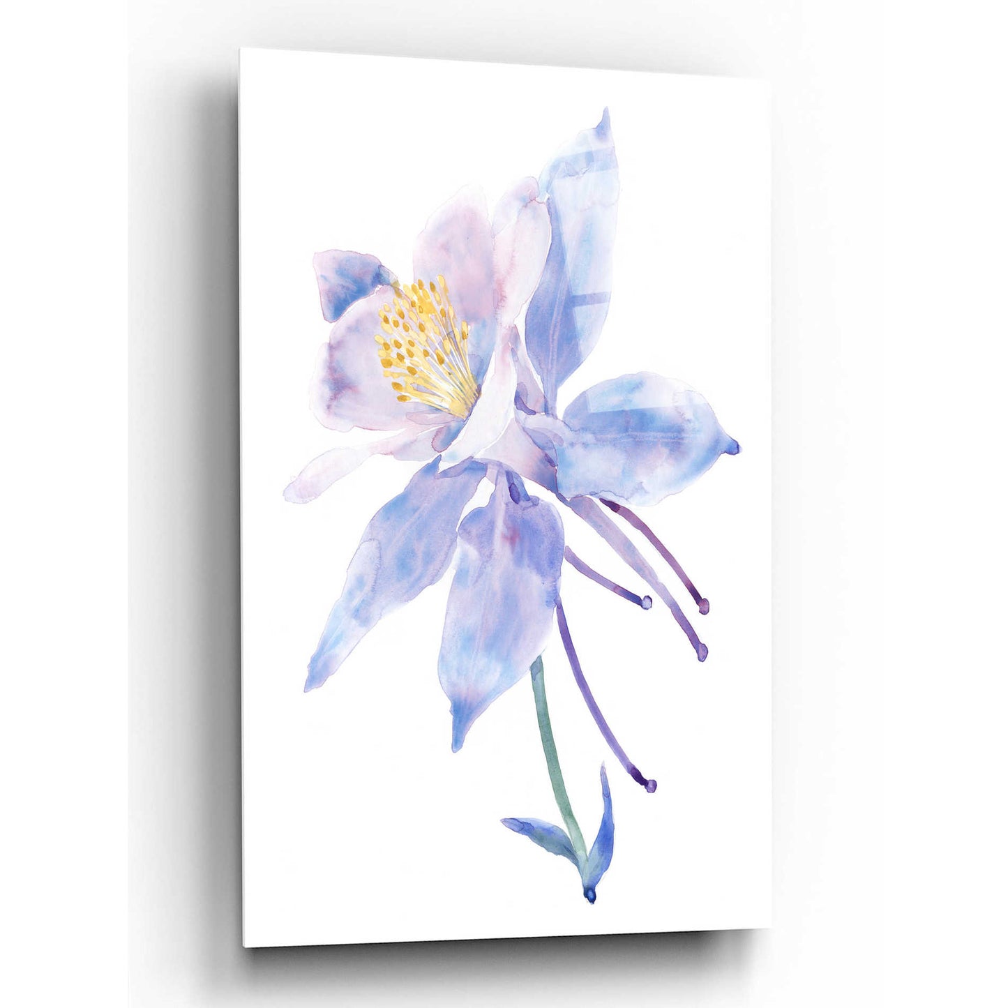 Epic Art 'Columbine Bloom II' by Tim O'Toole, Acrylic Glass Wall Art,12x16