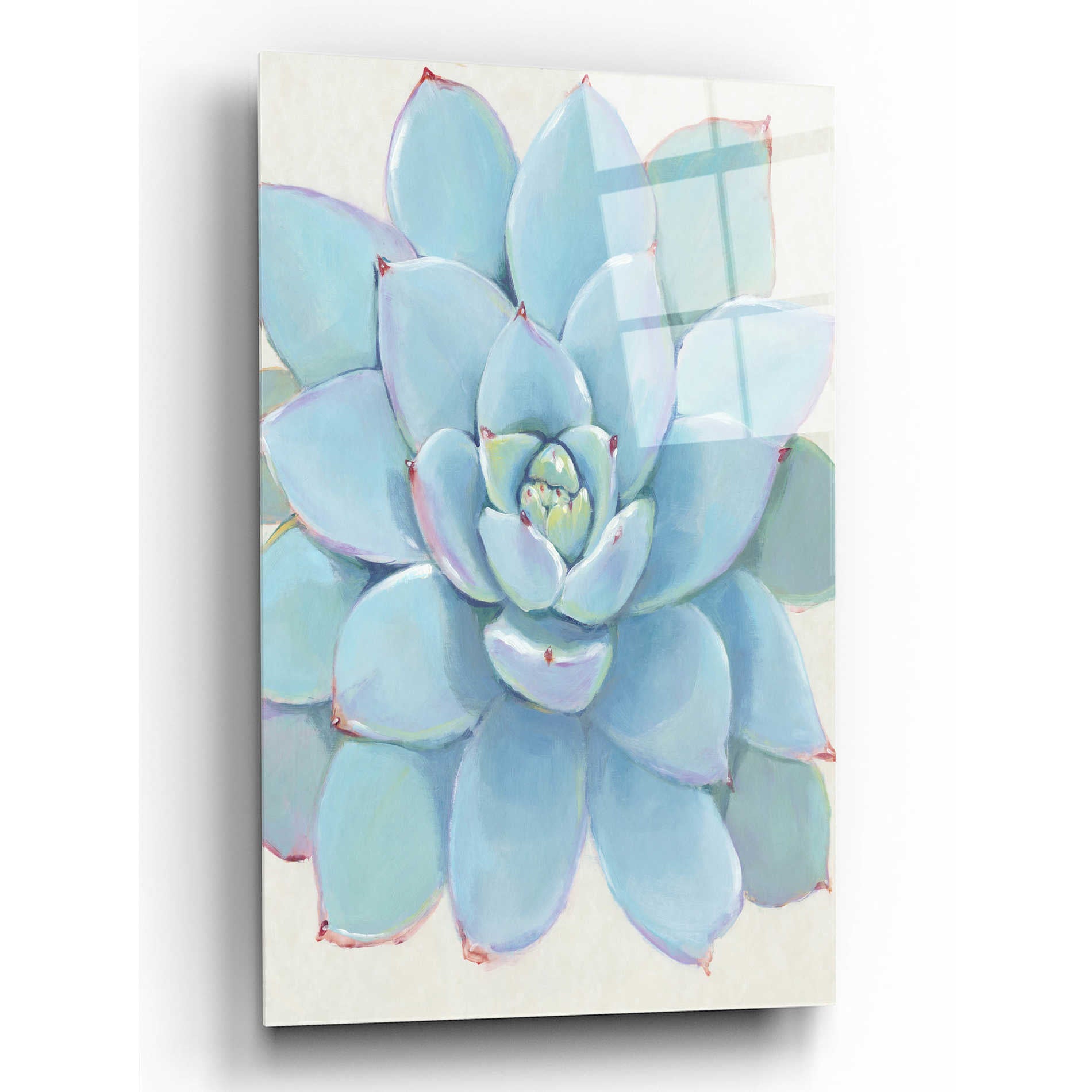 Epic Art 'Pastel Succulent I' by Tim O'Toole, Acrylic Glass Wall Art,16x24