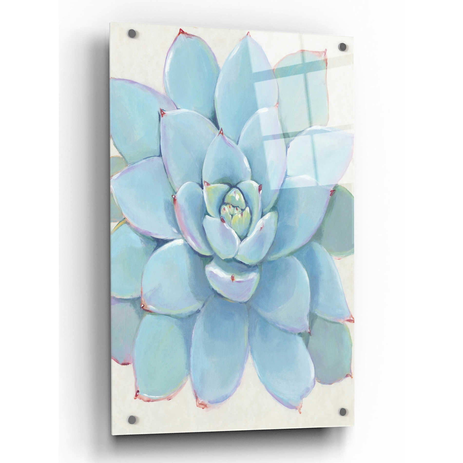 Epic Art 'Pastel Succulent I' by Tim O'Toole, Acrylic Glass Wall Art,24x36