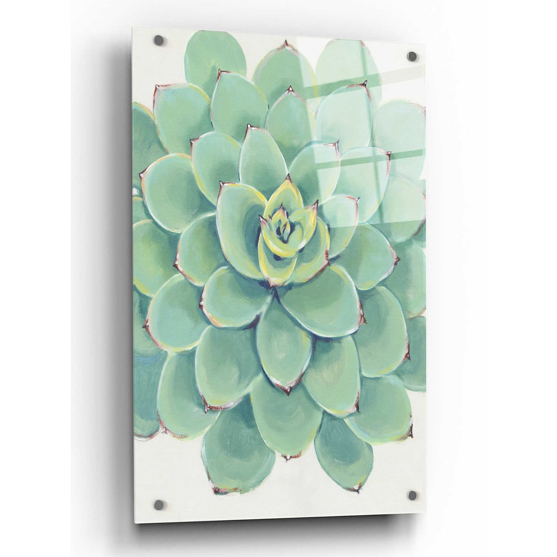 Epic Art 'Pastel Succulent III' by Tim O'Toole, Acrylic Glass Wall Art,24x36