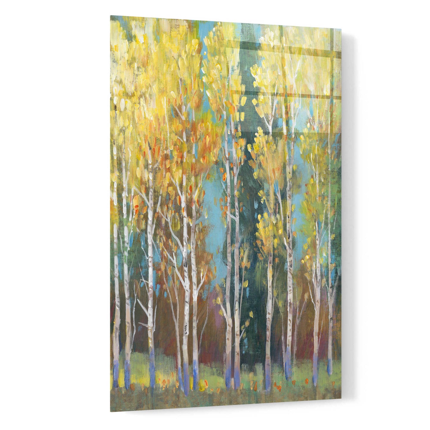 Epic Art 'Aspen Grove I' by Tim O'Toole, Acrylic Glass Wall Art,16x24