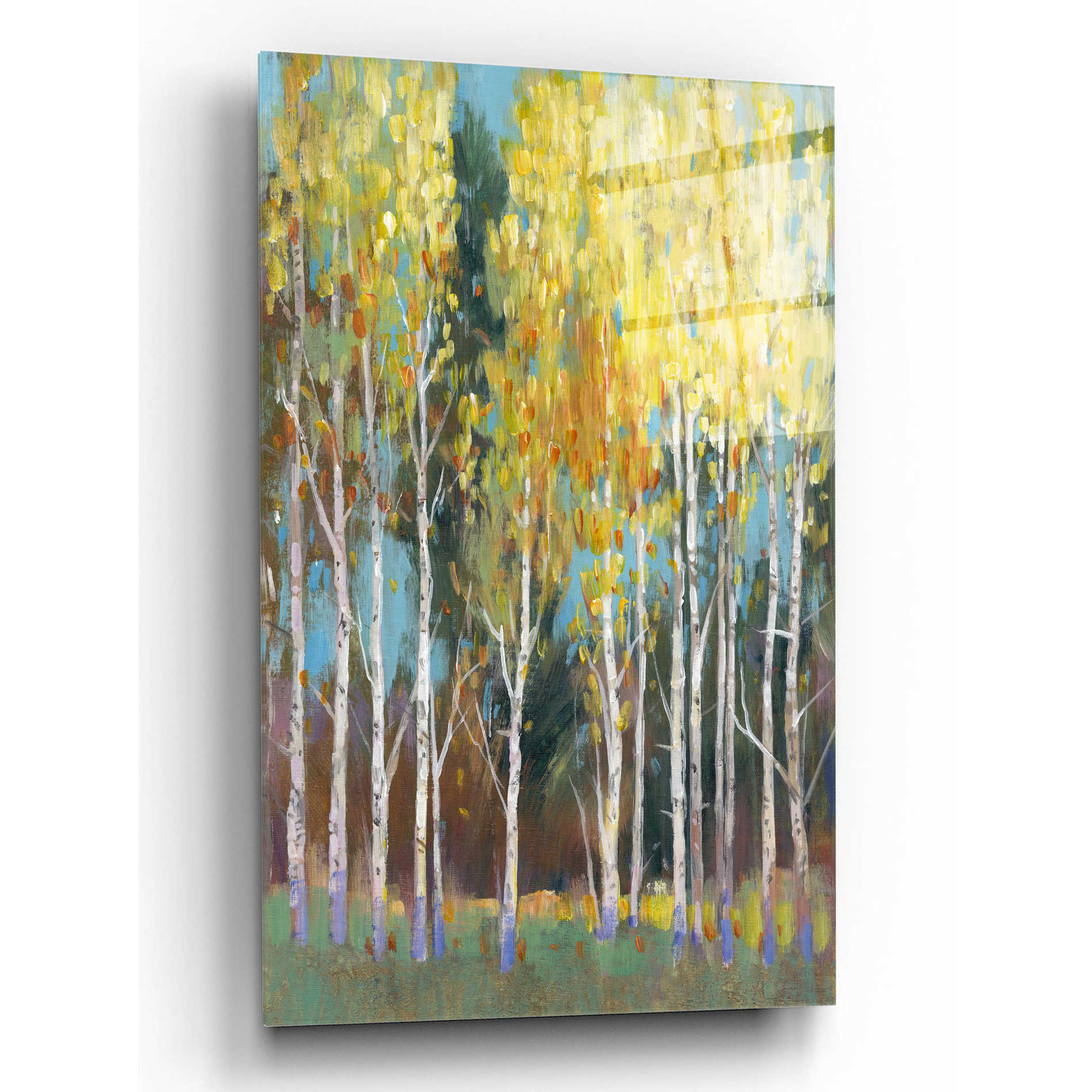 Epic Art 'Aspen Grove II' by Tim O'Toole, Acrylic Glass Wall Art,12x16