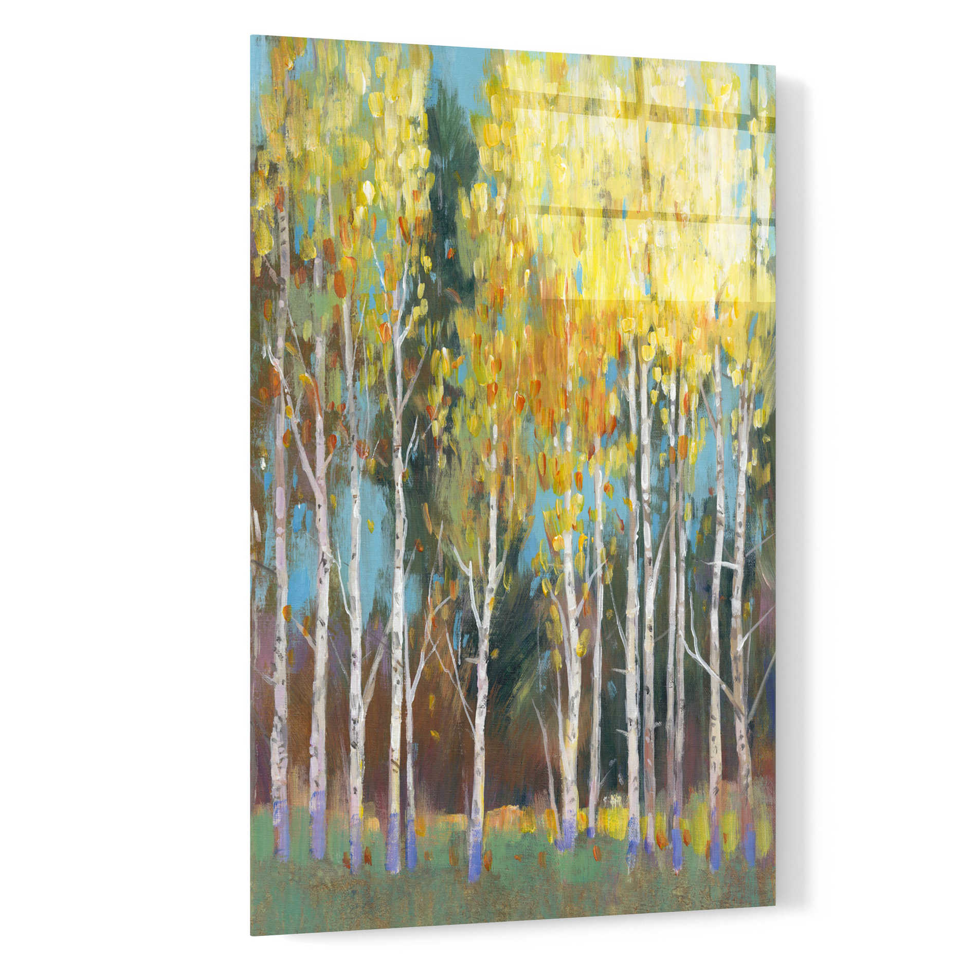 Epic Art 'Aspen Grove II' by Tim O'Toole, Acrylic Glass Wall Art,16x24