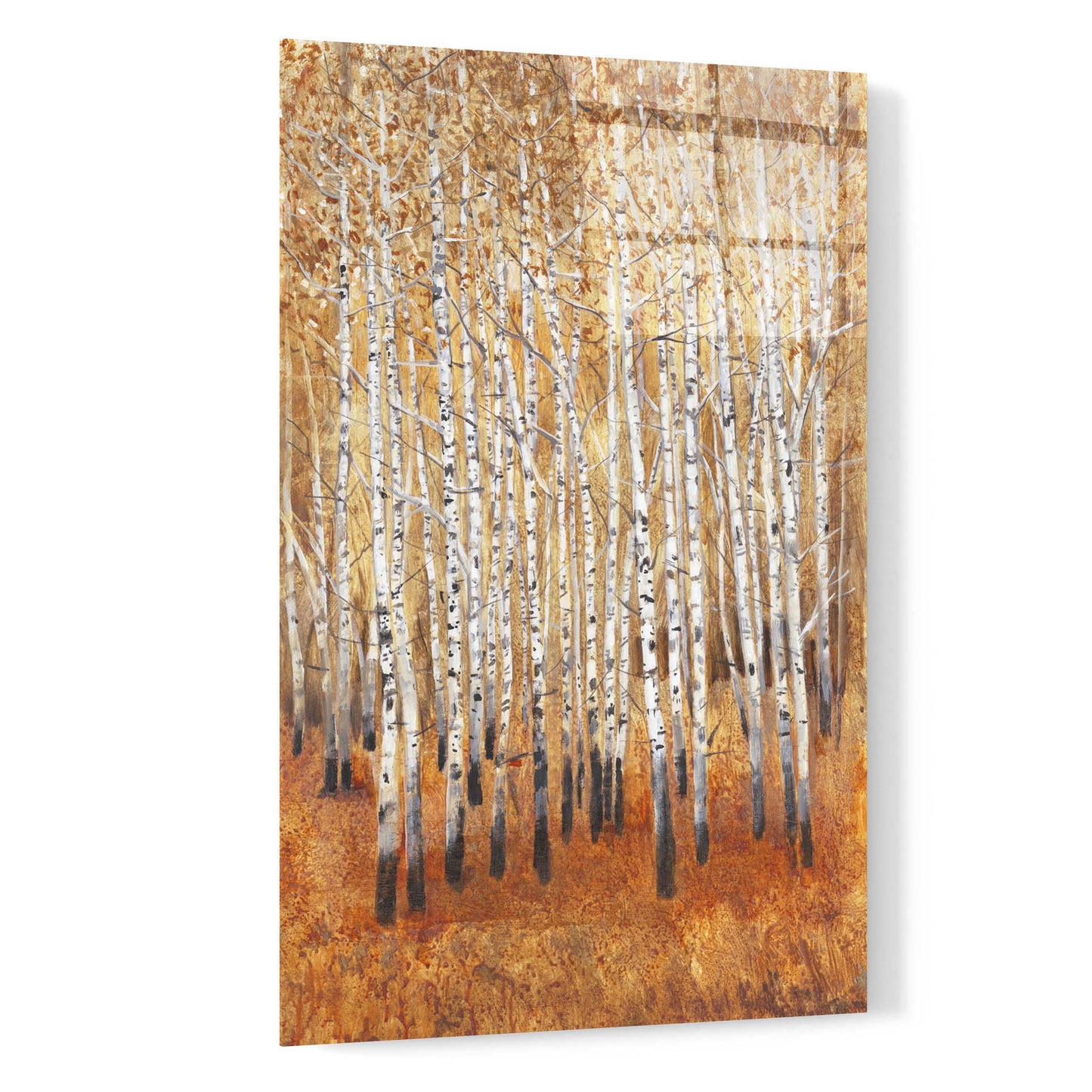 Epic Art 'Sienna Birches II' by Tim O'Toole, Acrylic Glass Wall Art,16x24