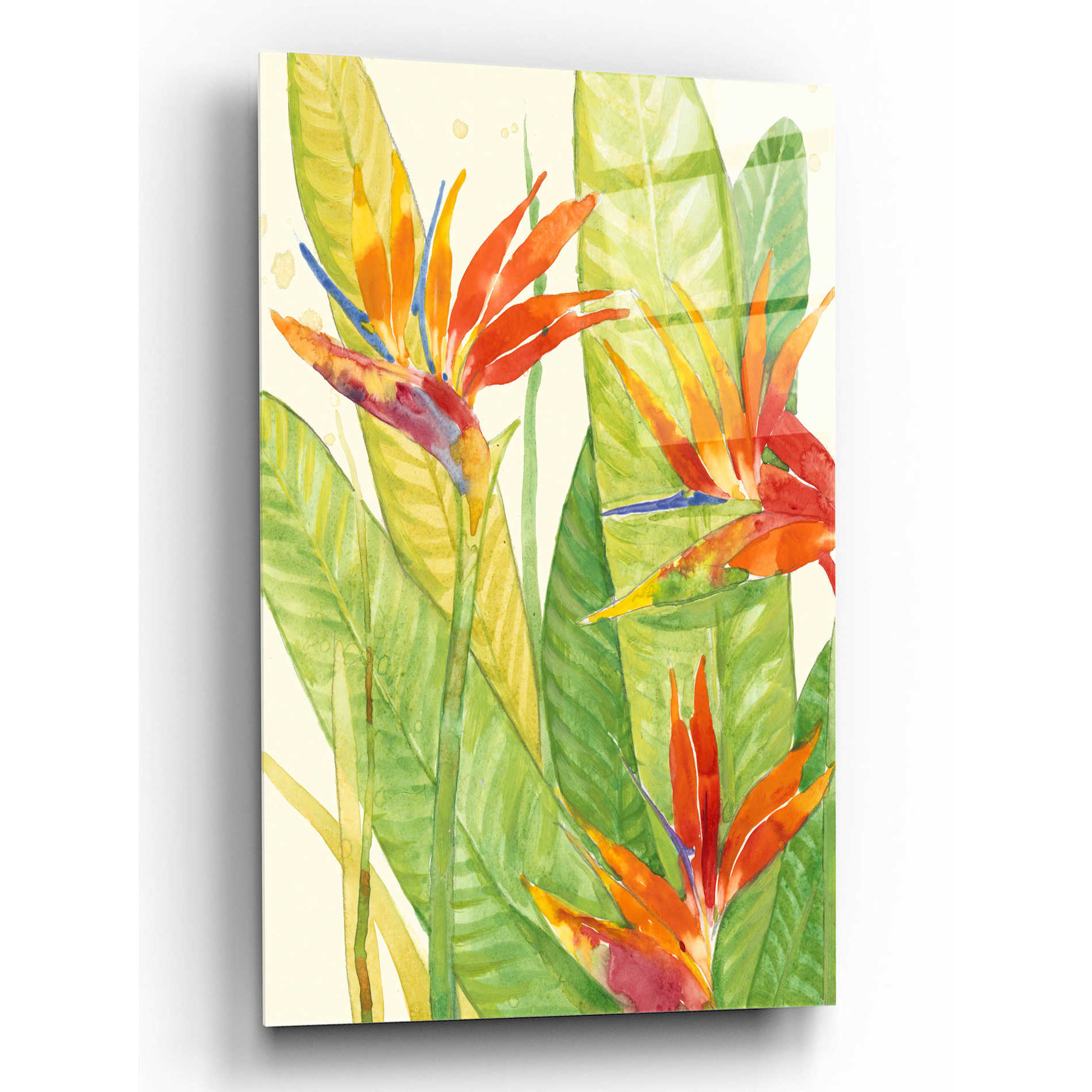 Epic Art 'Watercolor Tropical Flowers III' by Tim O'Toole, Acrylic Glass Wall Art,12x16