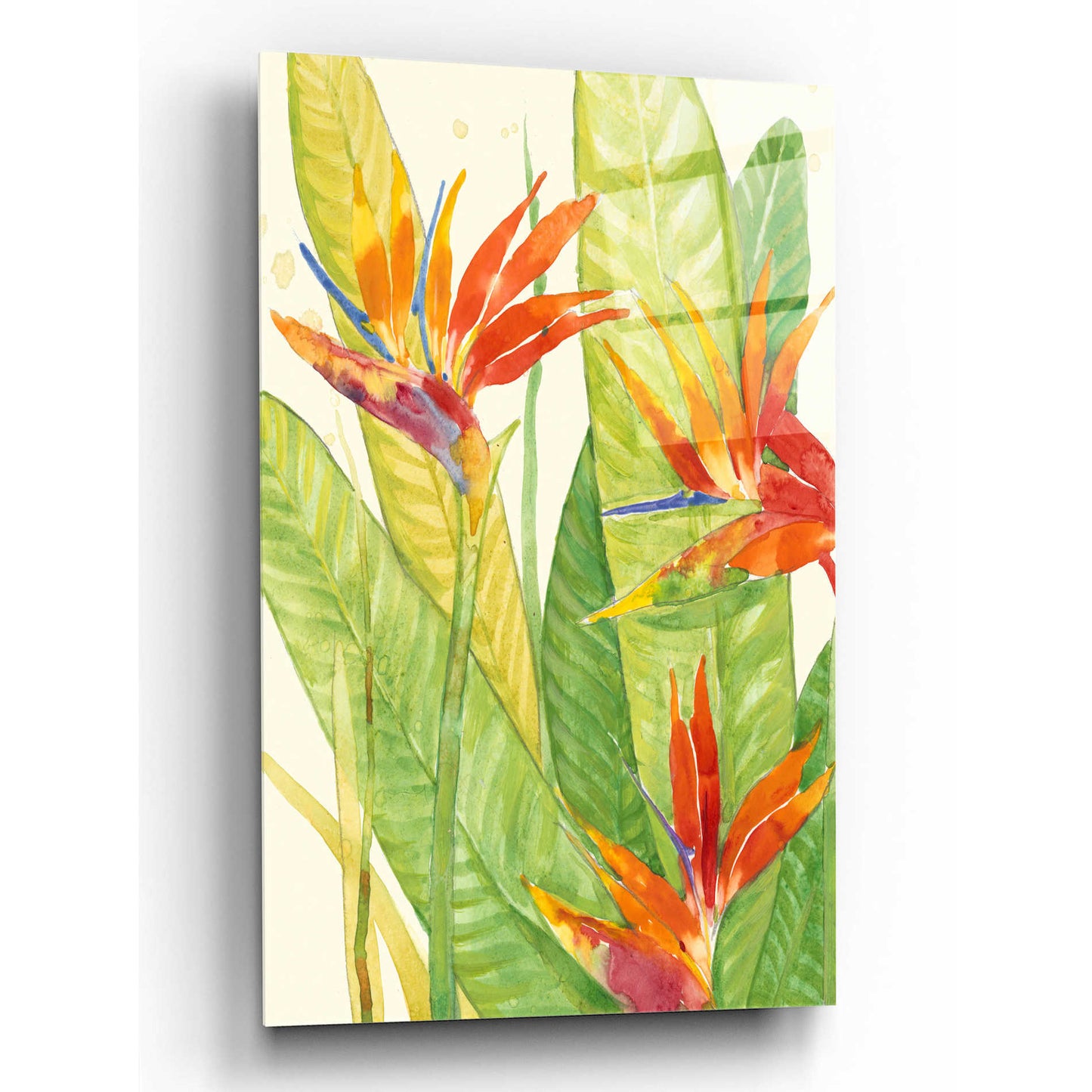 Epic Art 'Watercolor Tropical Flowers III' by Tim O'Toole, Acrylic Glass Wall Art,16x24