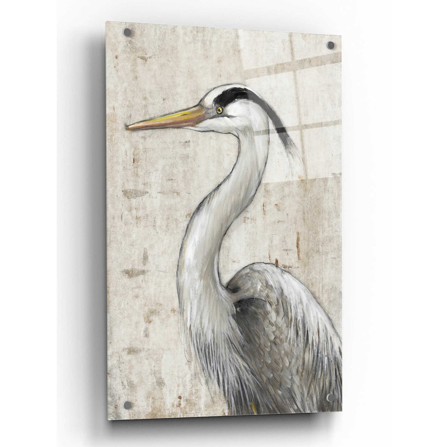 Epic Art 'Grey Heron II' by Tim O'Toole, Acrylic Glass Wall Art,24x36