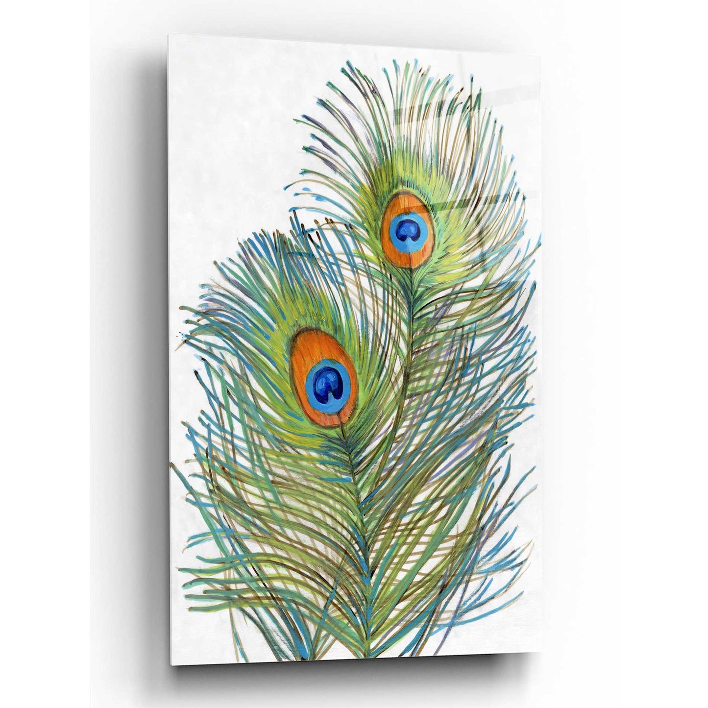 Epic Art 'Vivid Peacock Feathers I' by Tim O'Toole, Acrylic Glass Wall Art,12x16