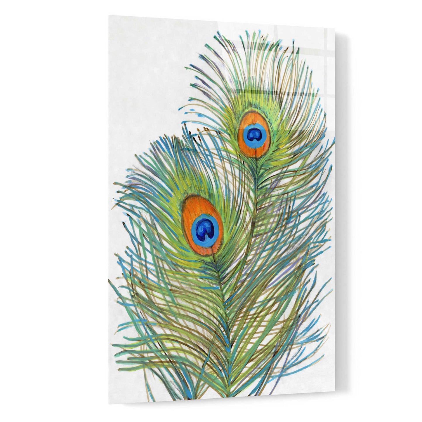 Epic Art 'Vivid Peacock Feathers I' by Tim O'Toole, Acrylic Glass Wall Art,16x24