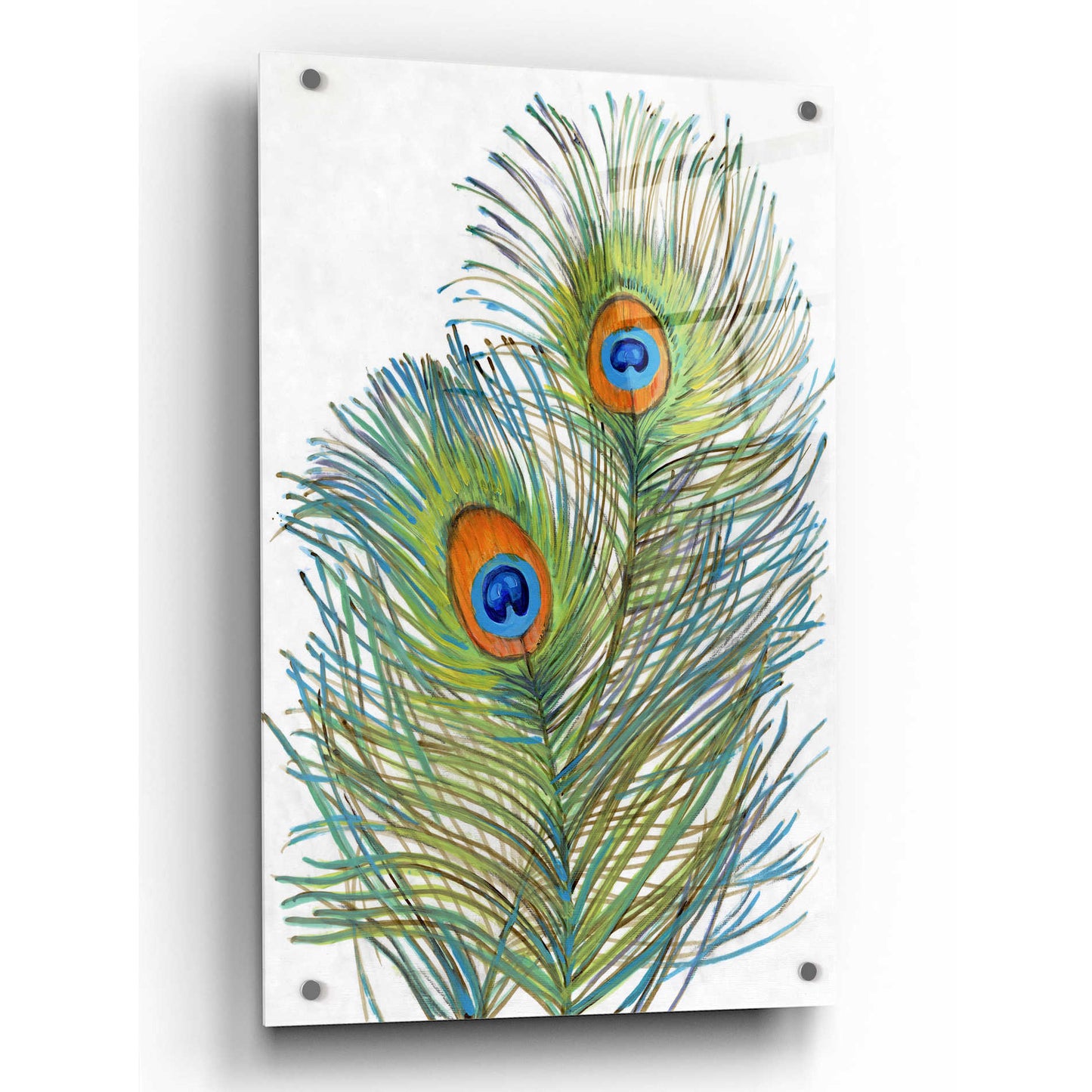 Epic Art 'Vivid Peacock Feathers I' by Tim O'Toole, Acrylic Glass Wall Art,24x36