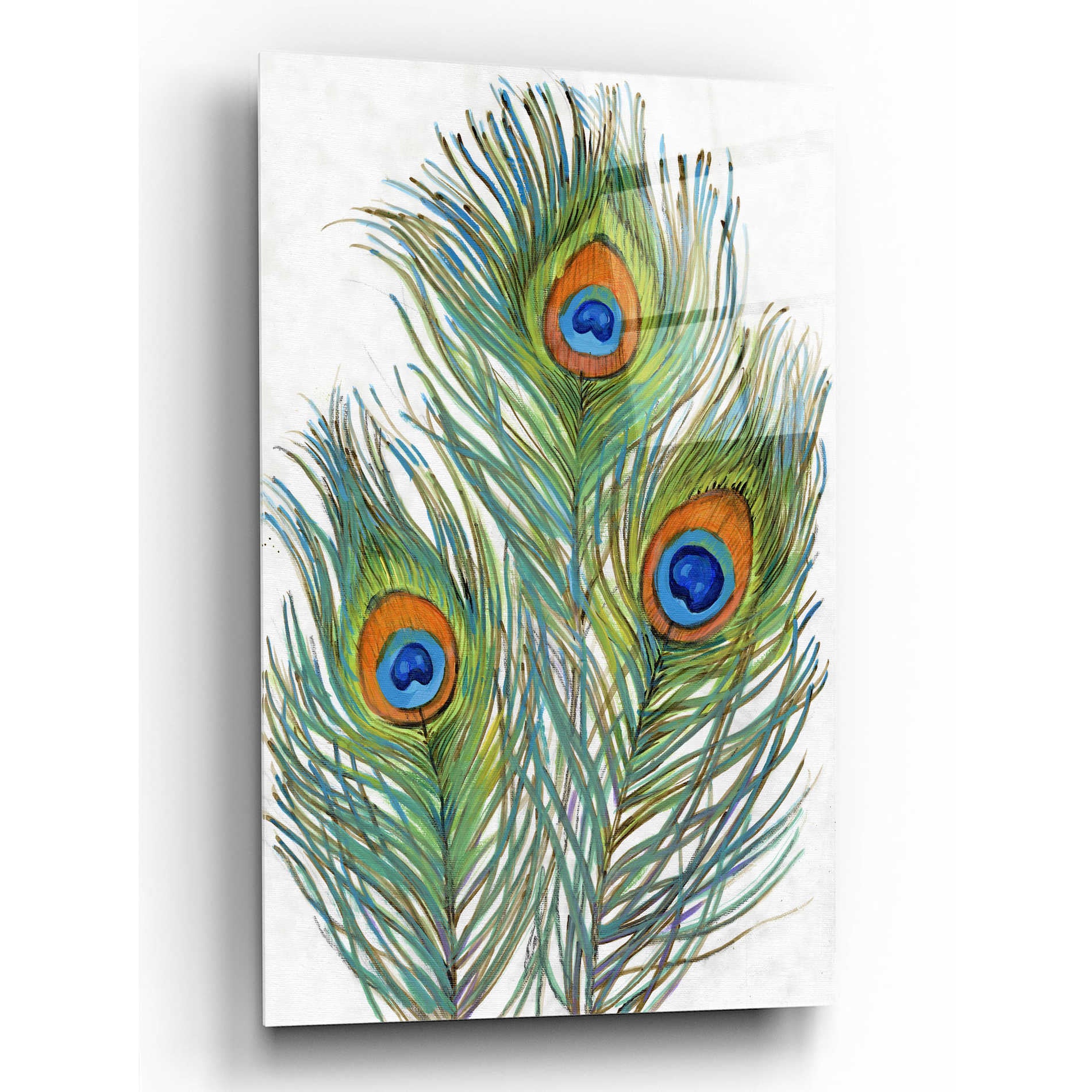 Epic Art 'Vivid Peacock Feathers II' by Tim O'Toole, Acrylic Glass Wall Art,12x16